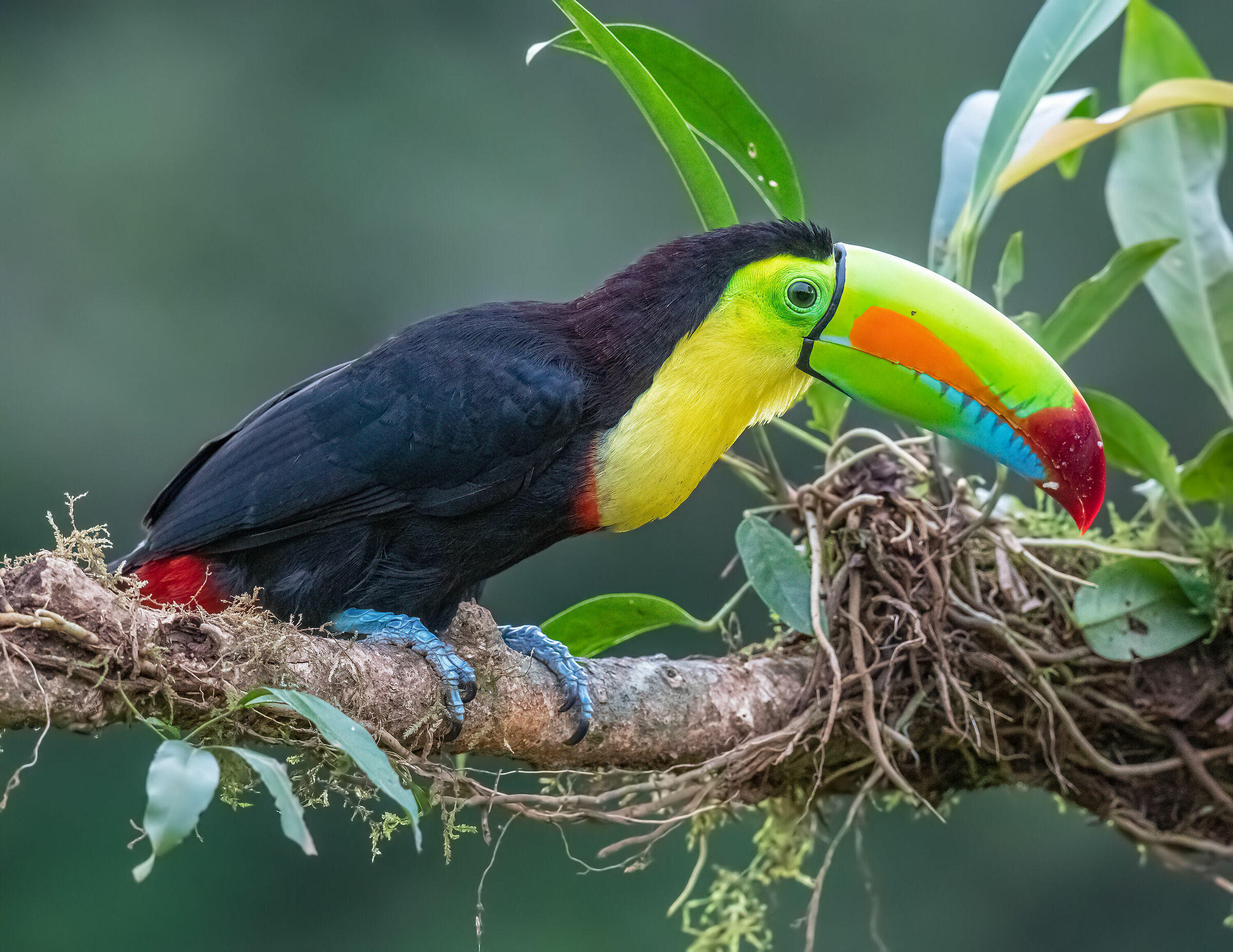 tucano Ramphastos sulfuratus
