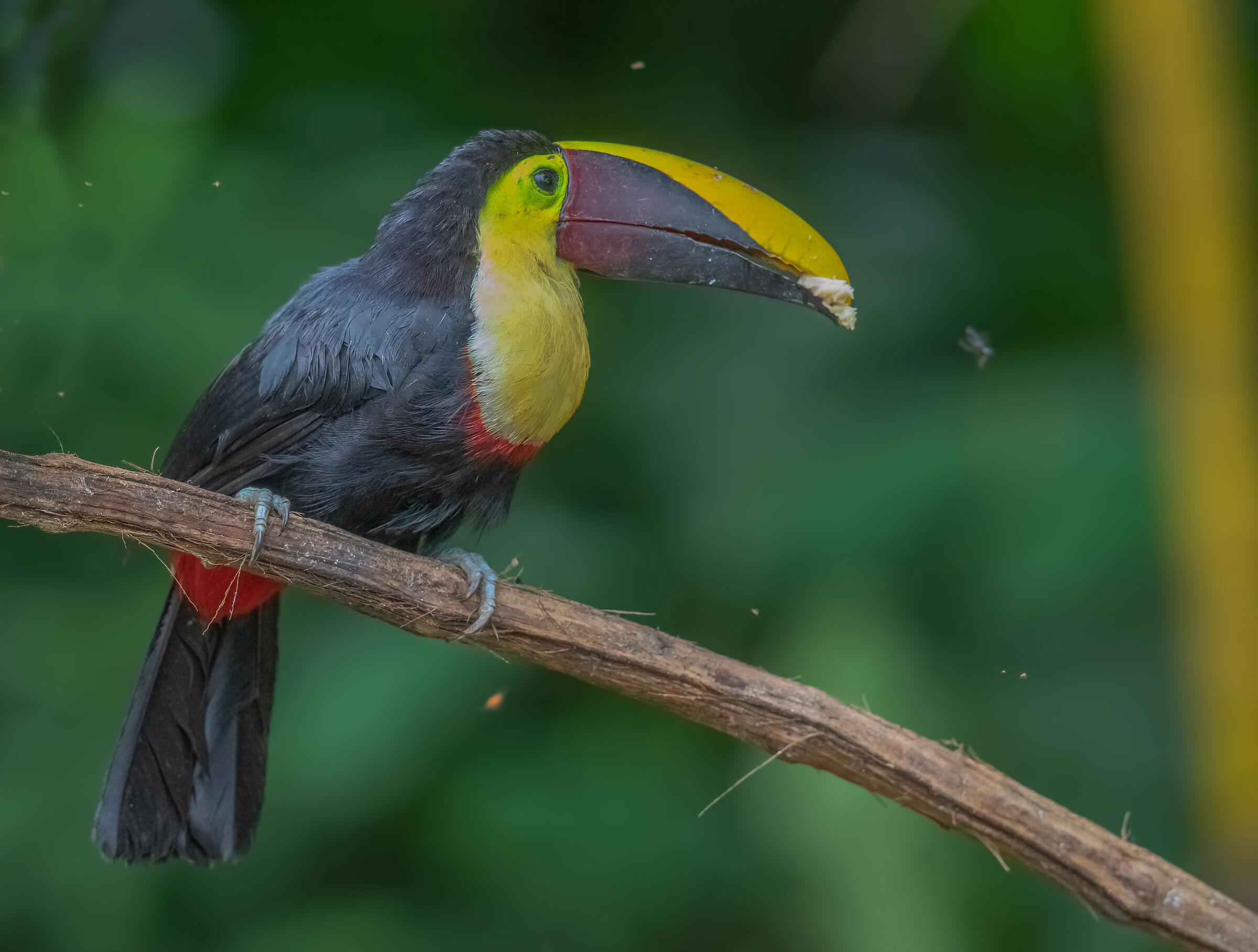 tucano Ramphastos swainsonii