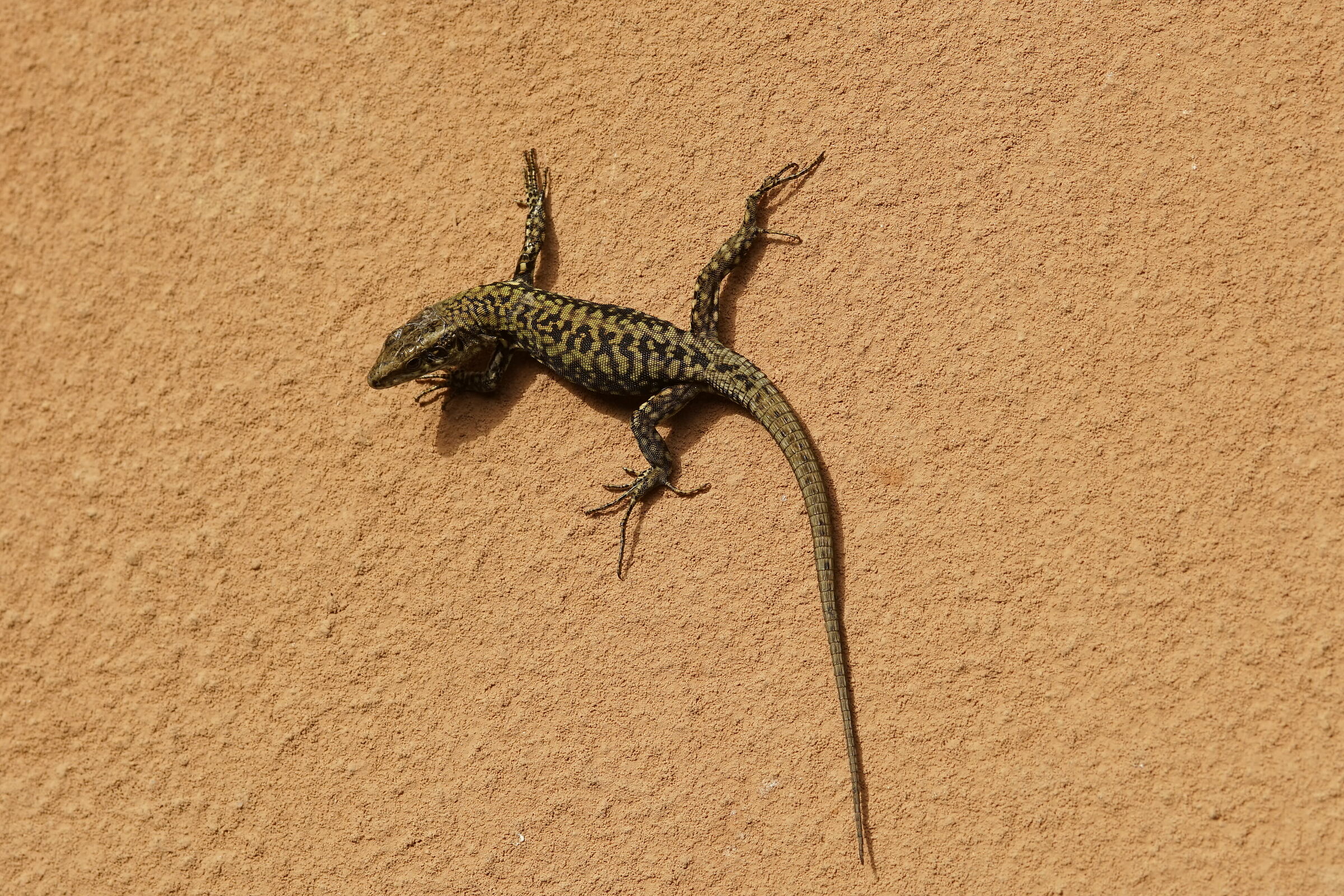 Lucertola muraiola... di nome e di fatto