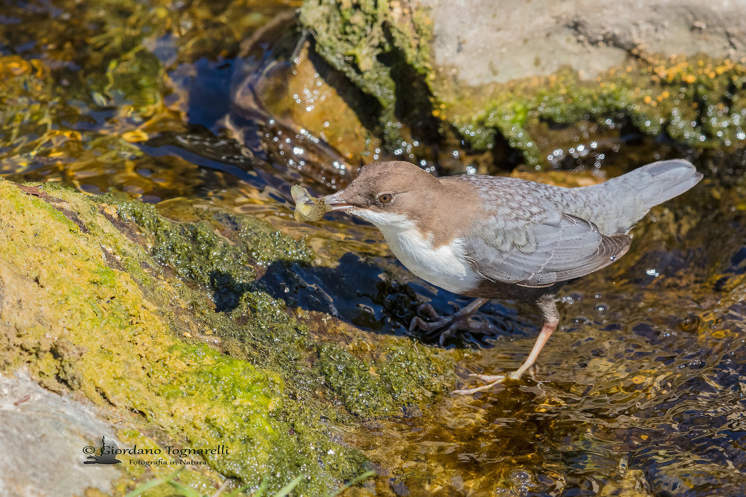 Merlo acquaiolo con il Ghiozzo