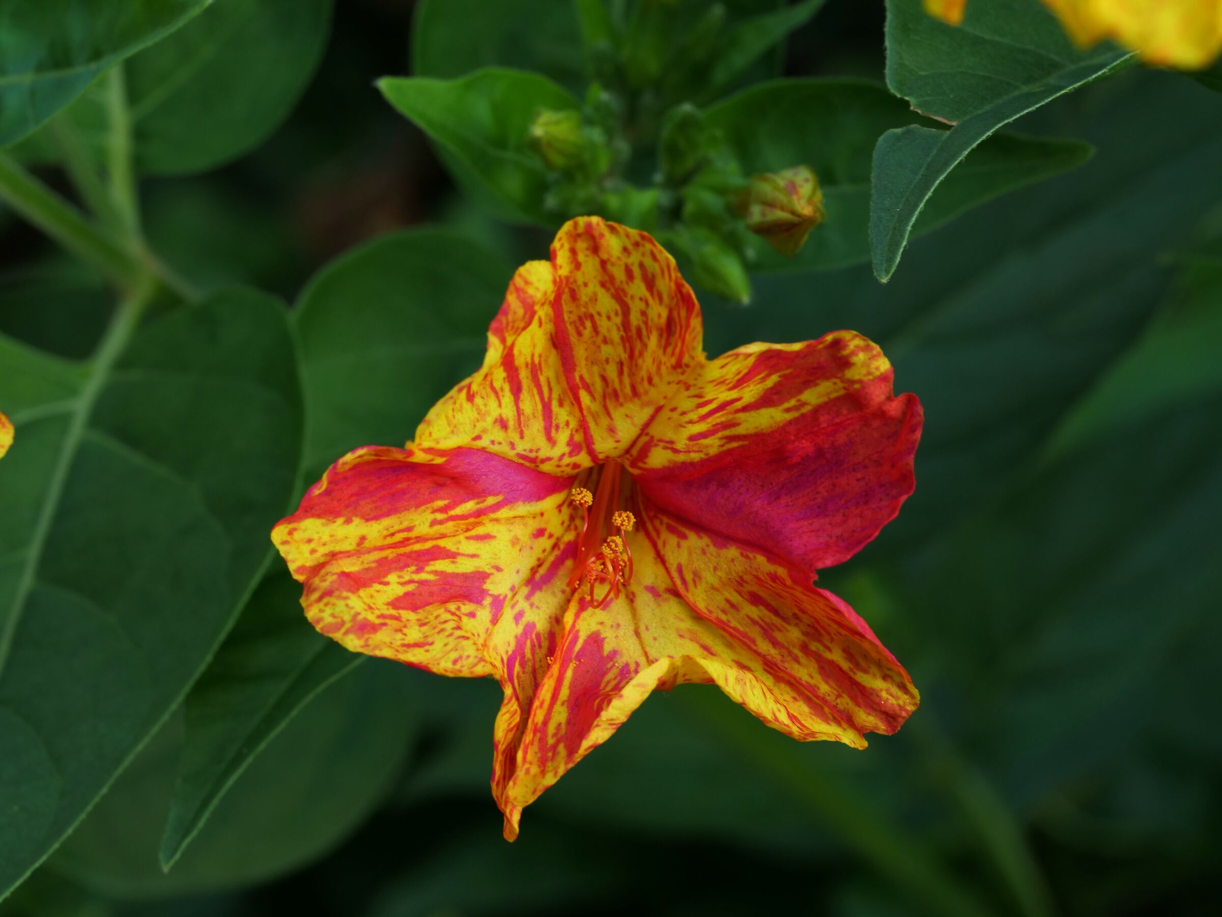 Beautiful at night (Mirabilis jalapa)