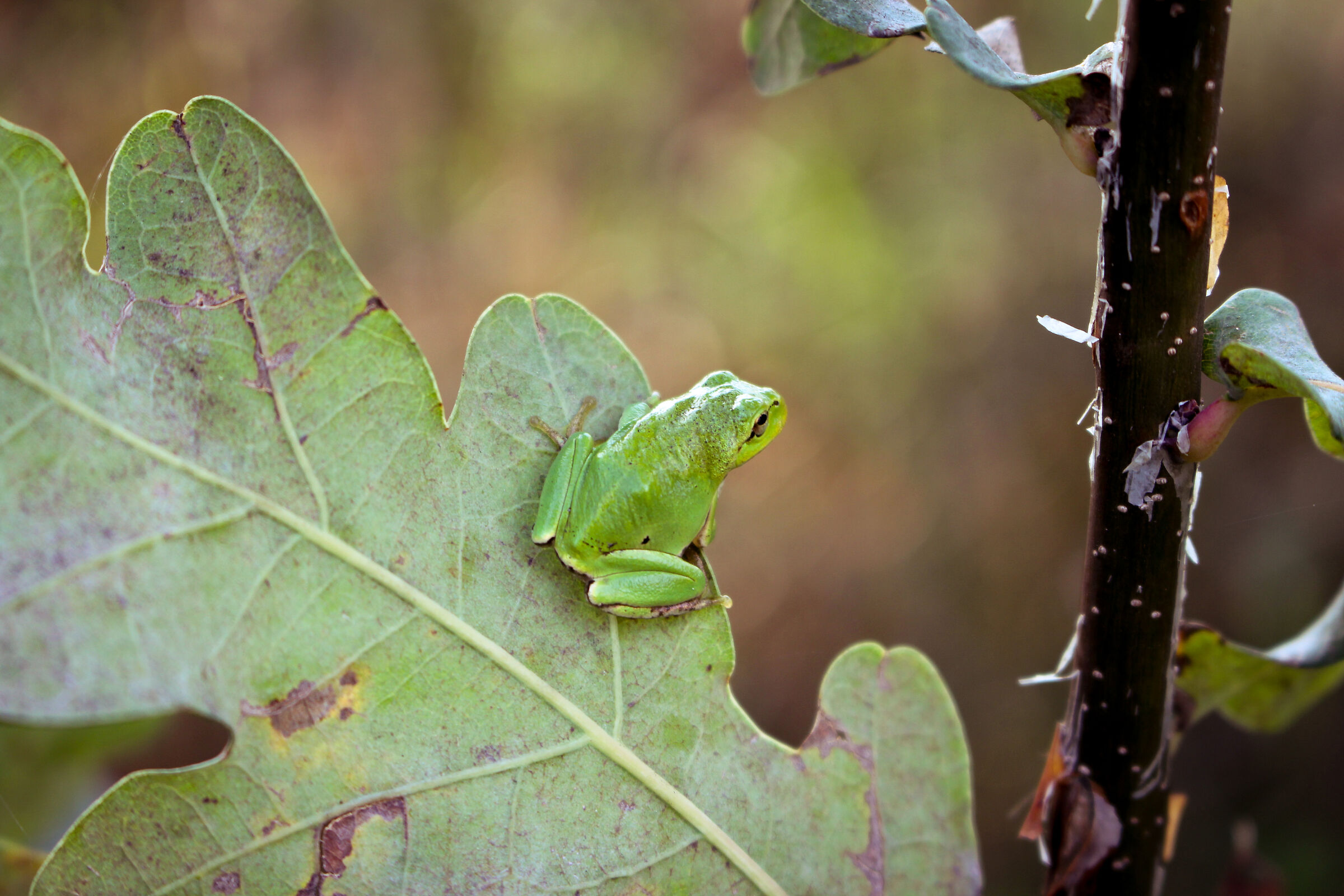 St. John's Frog (PP)