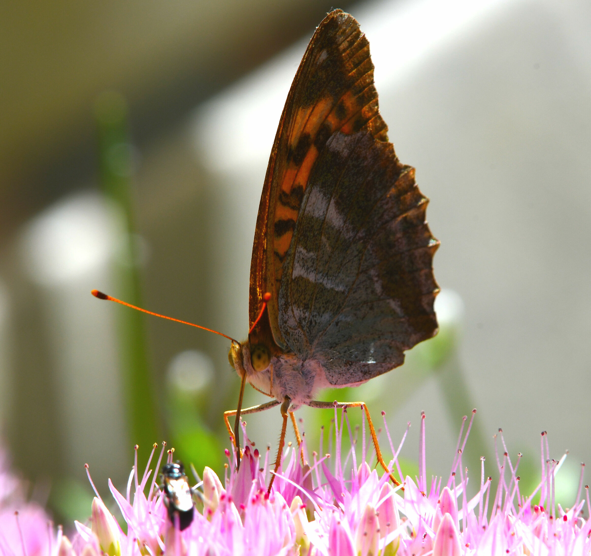 You're like a frafrolate...