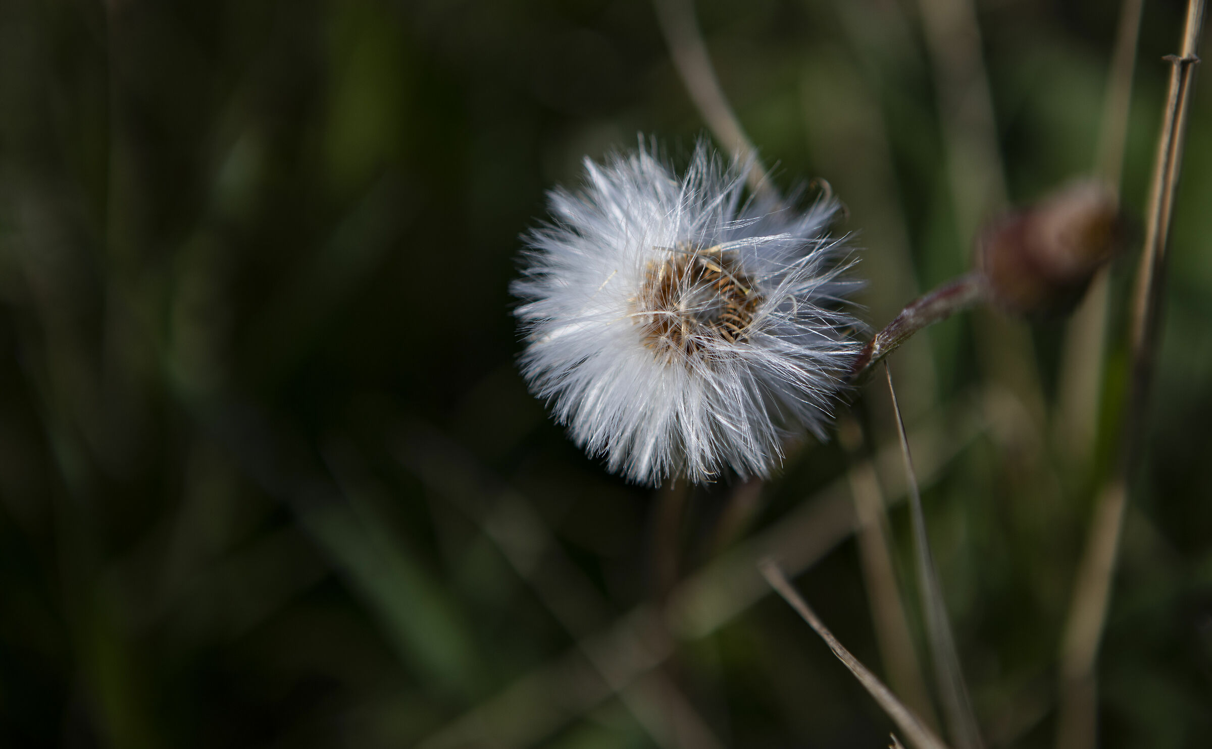 Dandelion