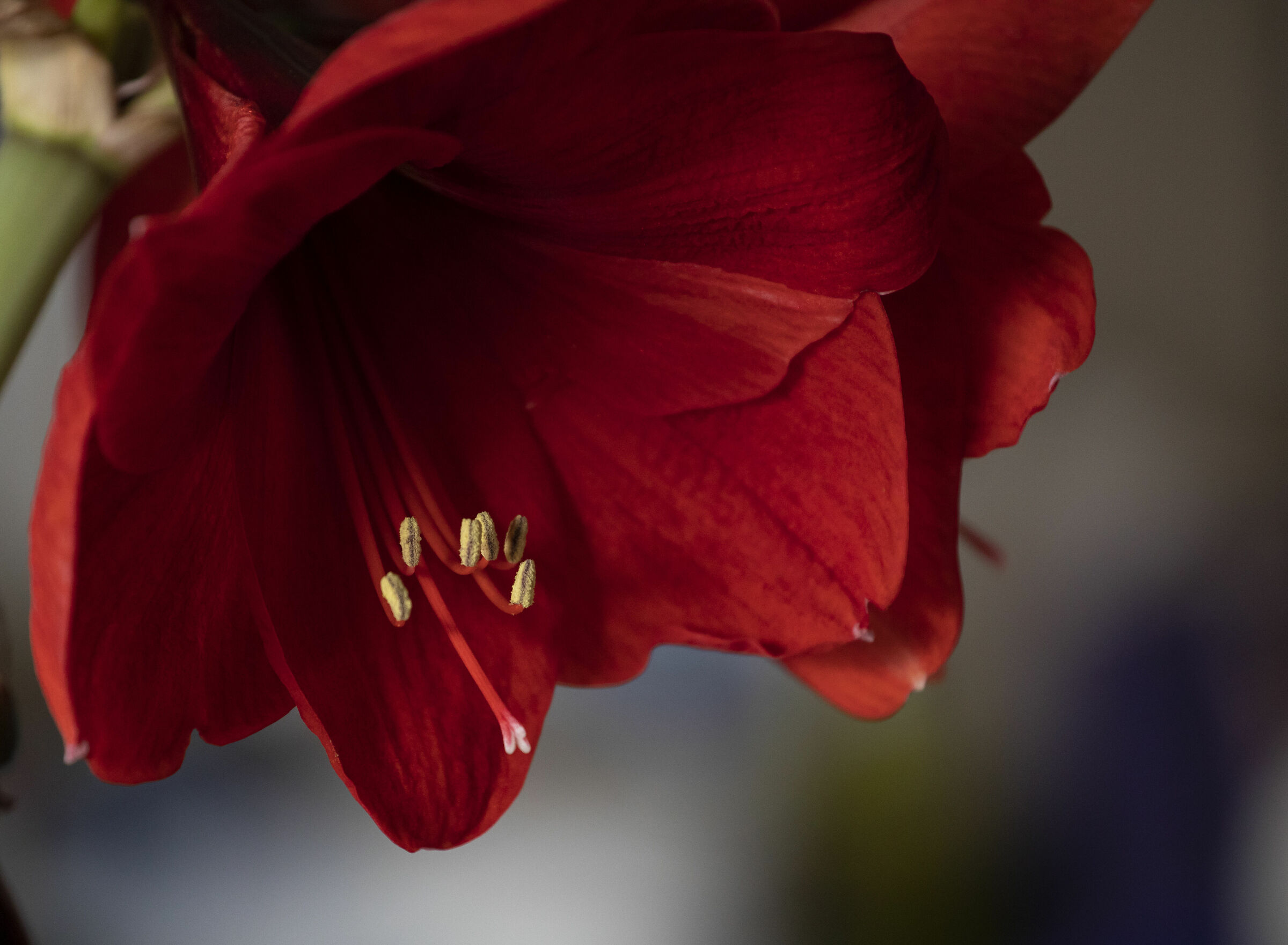 Hippeastrum