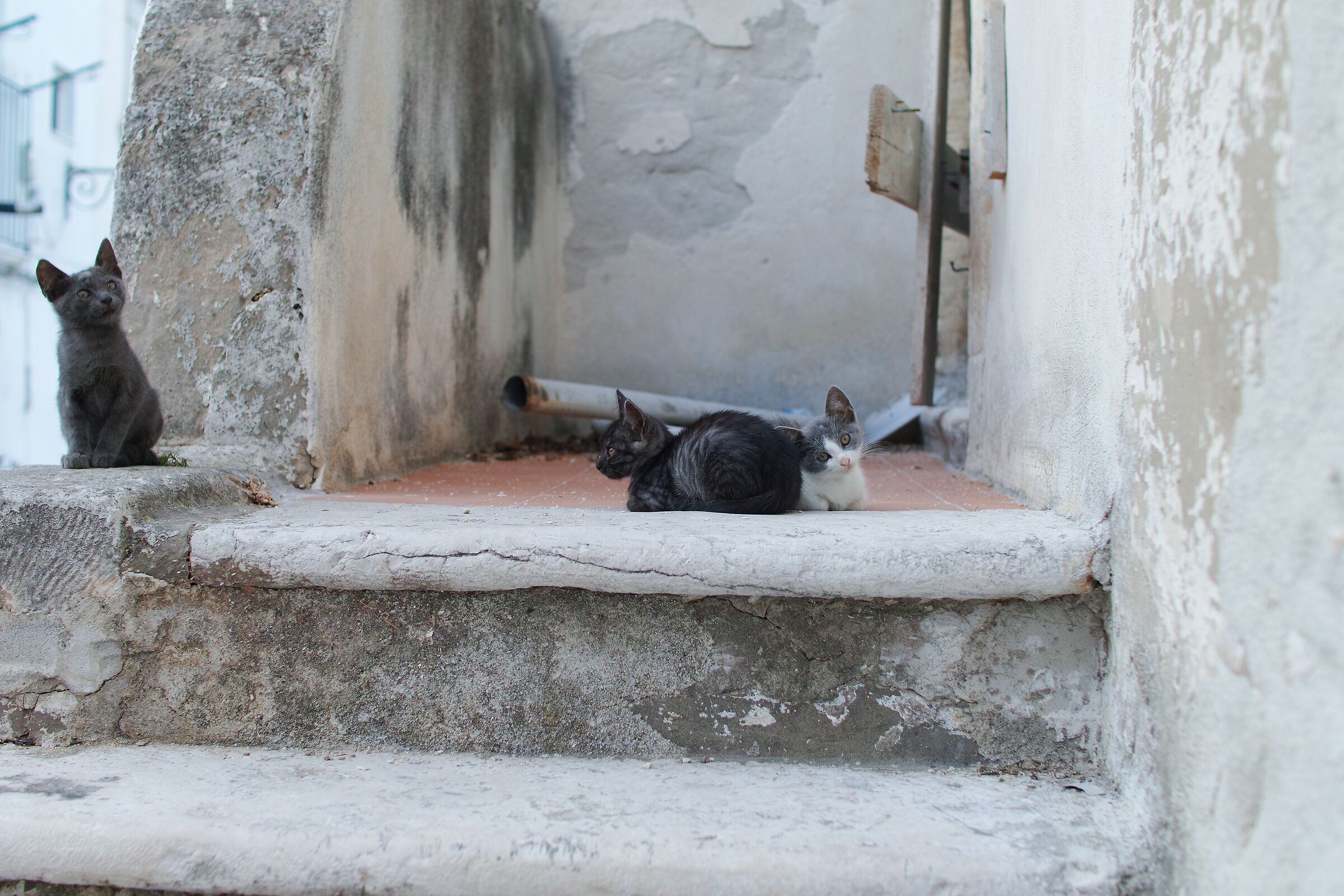 Kittens in Peschici