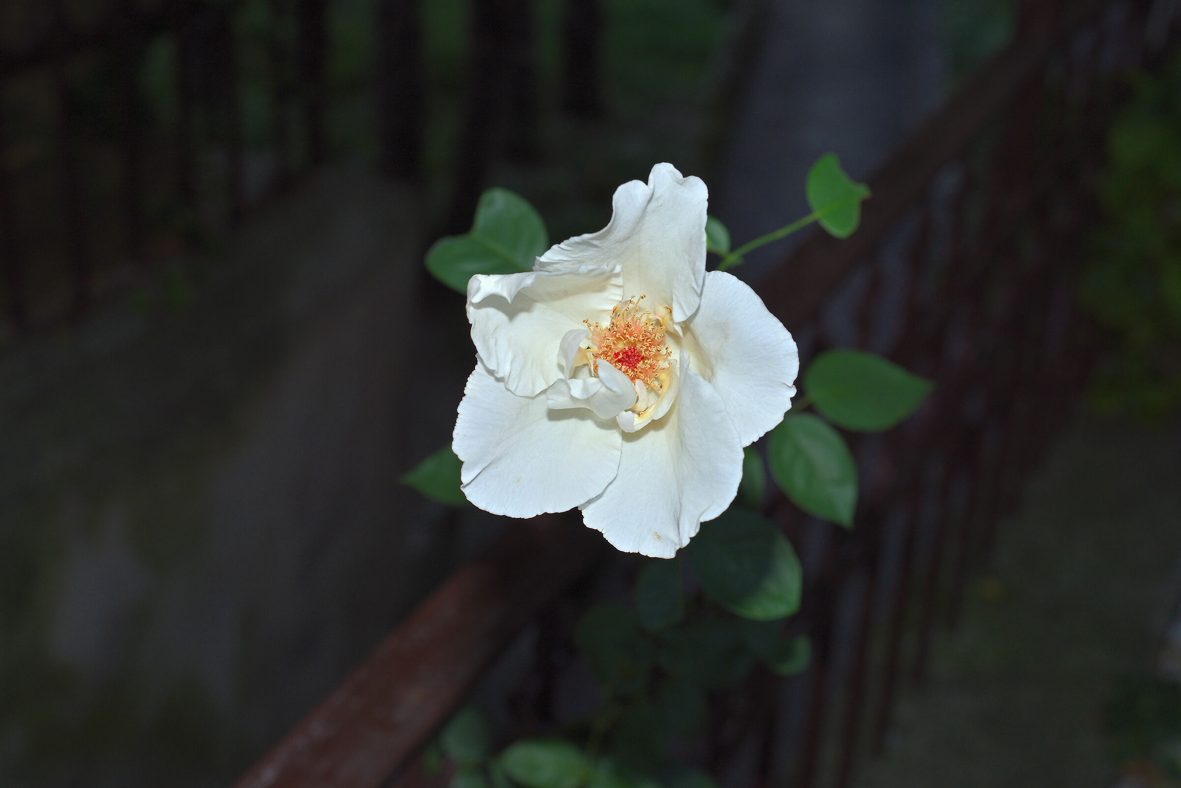 Newly blossomed rose