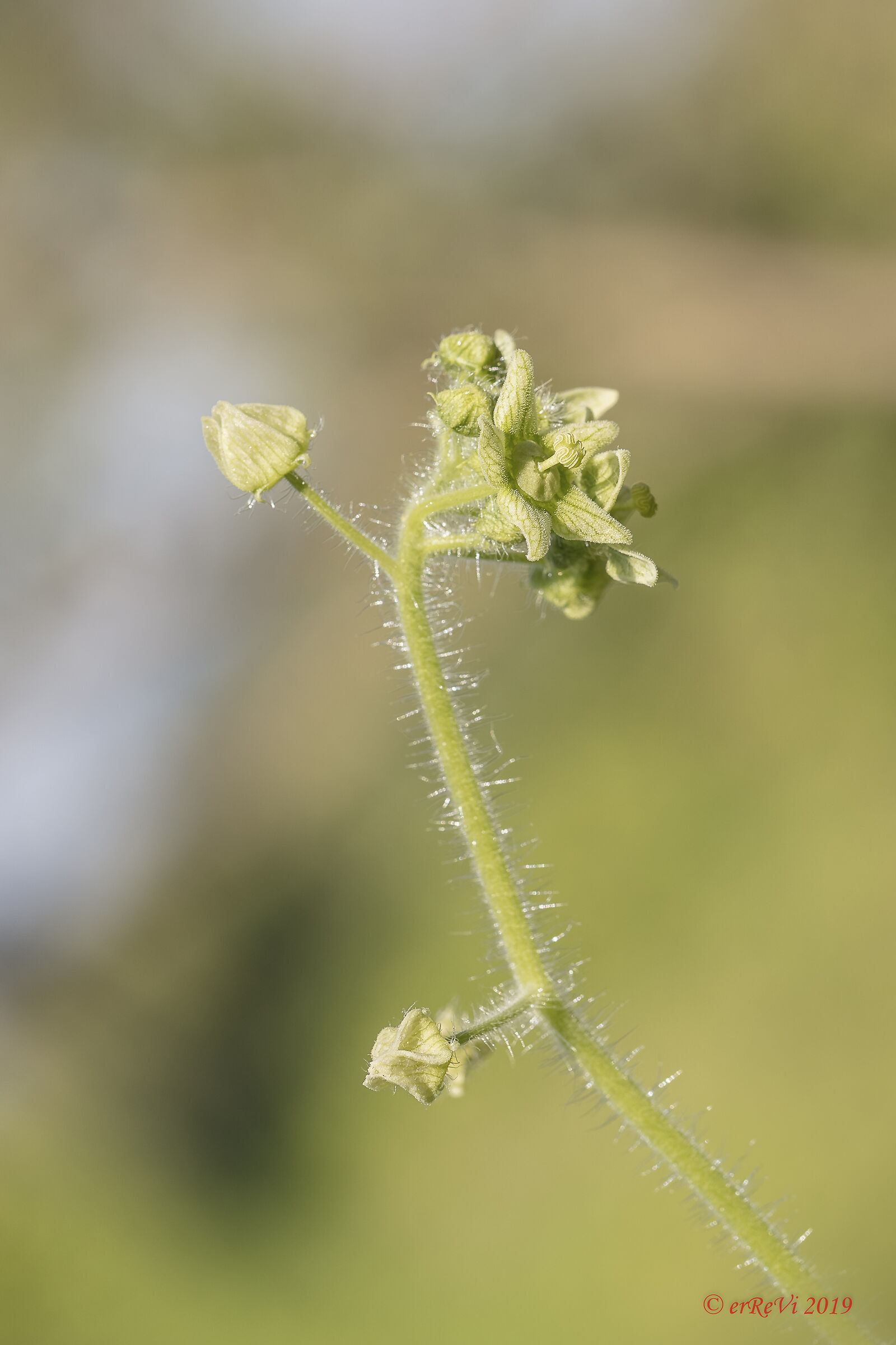 Natural embroideries...