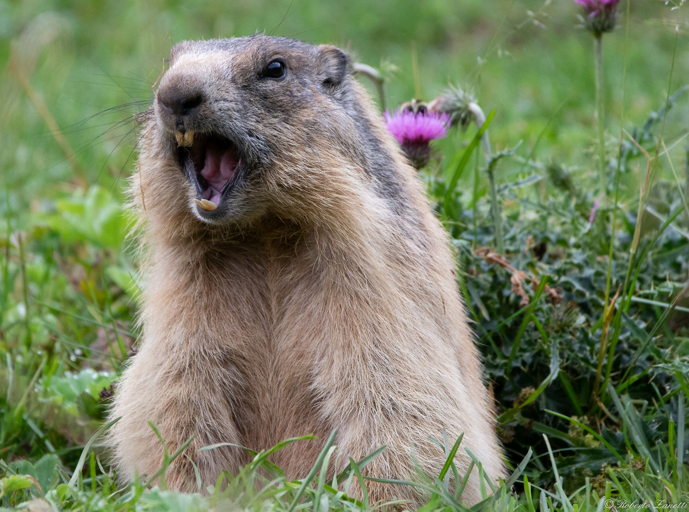 Angry Marmot