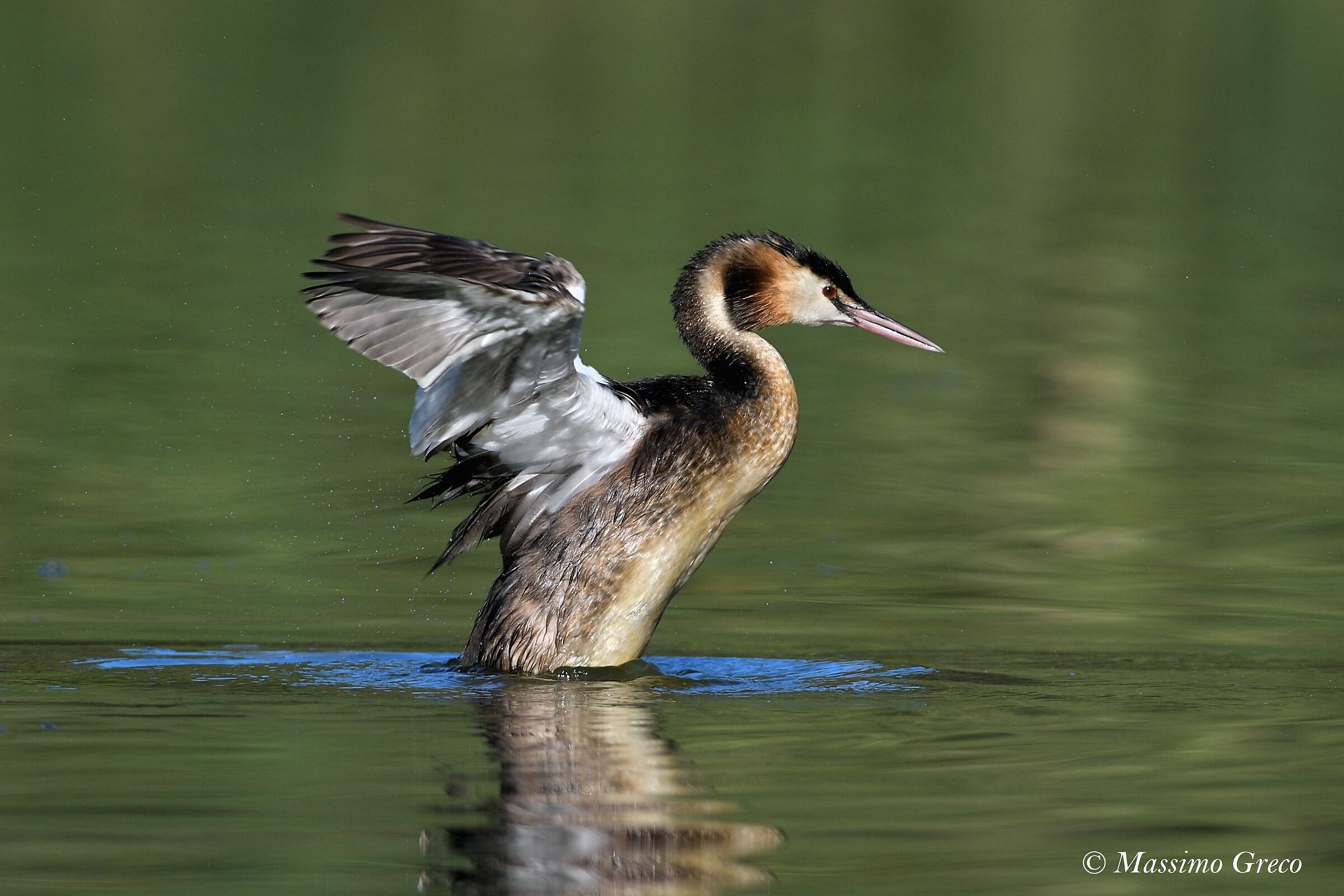 Svasso maggiore (Podiceps cristatus)