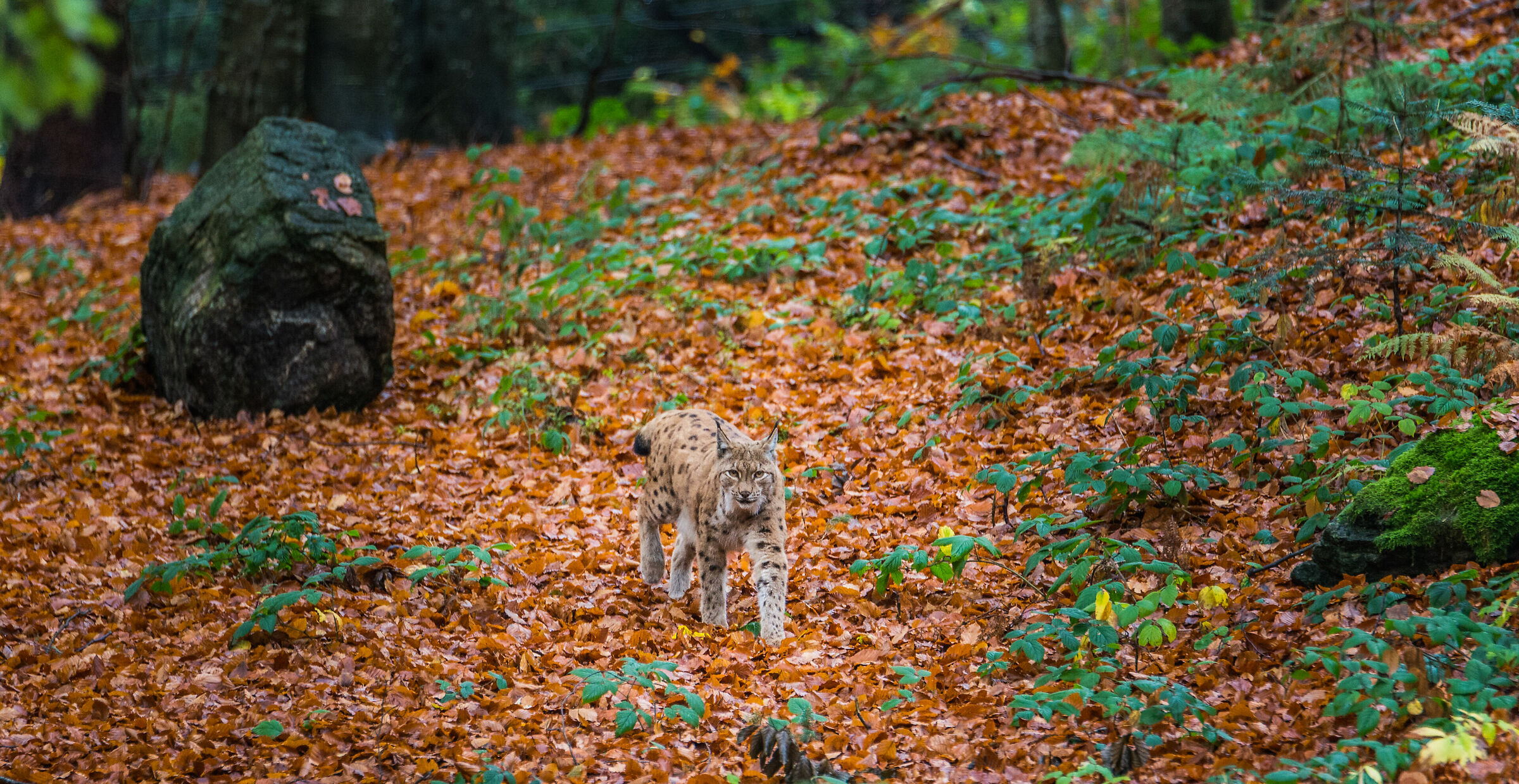 Autumn Queen, lynx at Bayerischer Wald in Bavaria