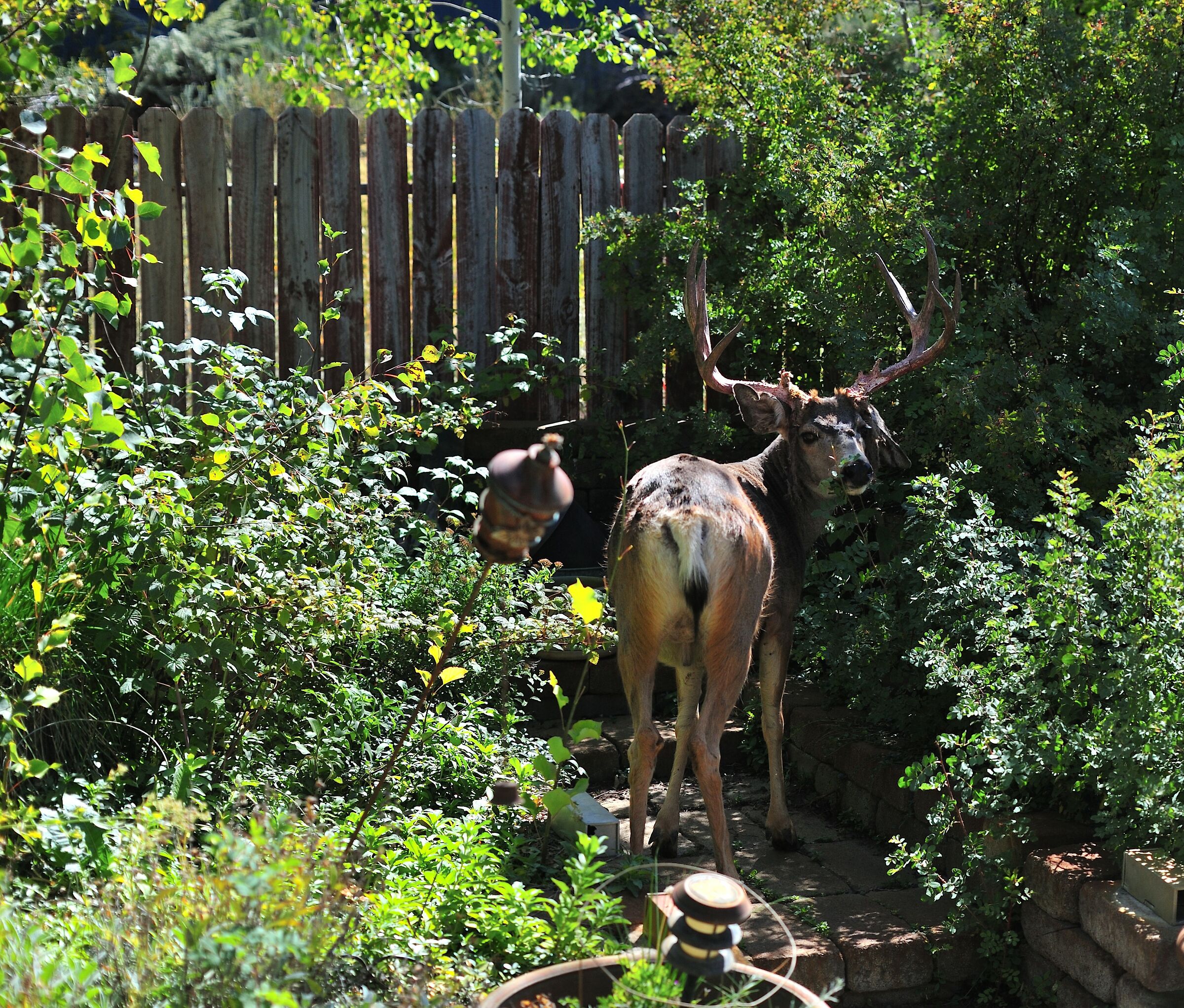 Floppy ear deer visiting our wild rose garden