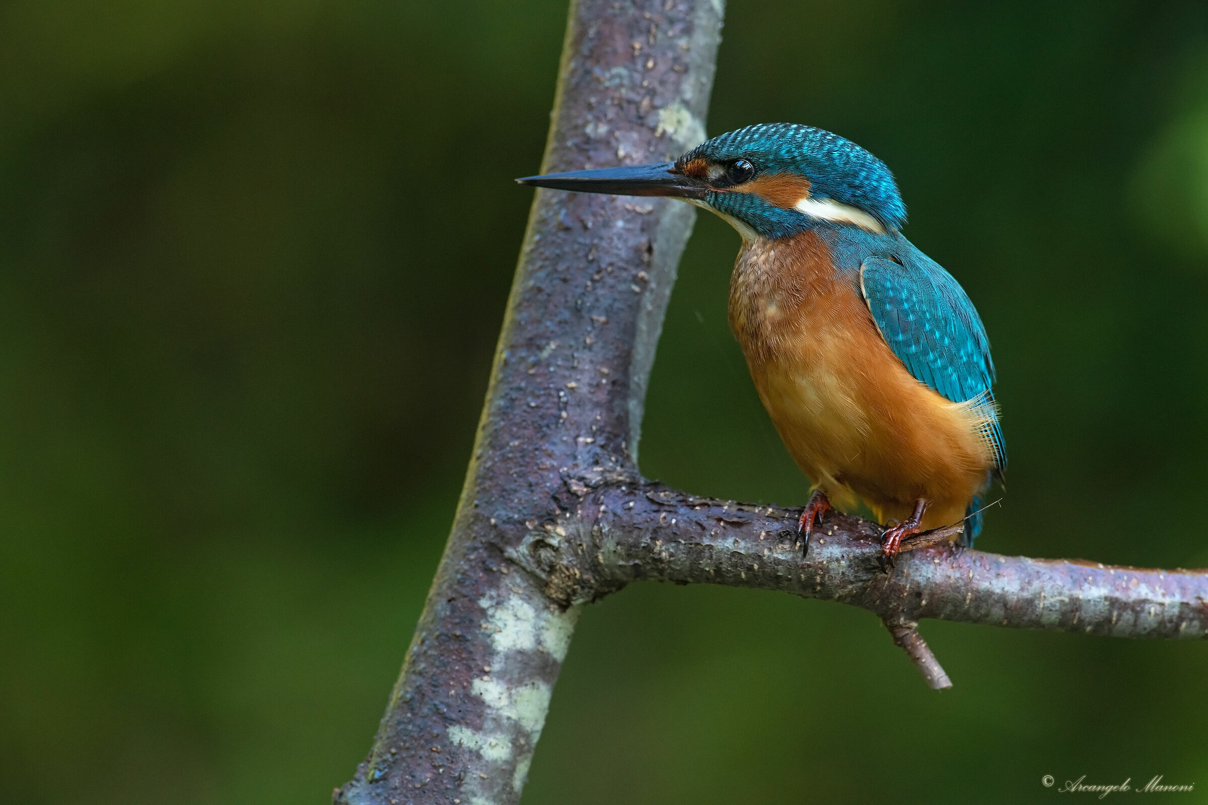 The return of the martin