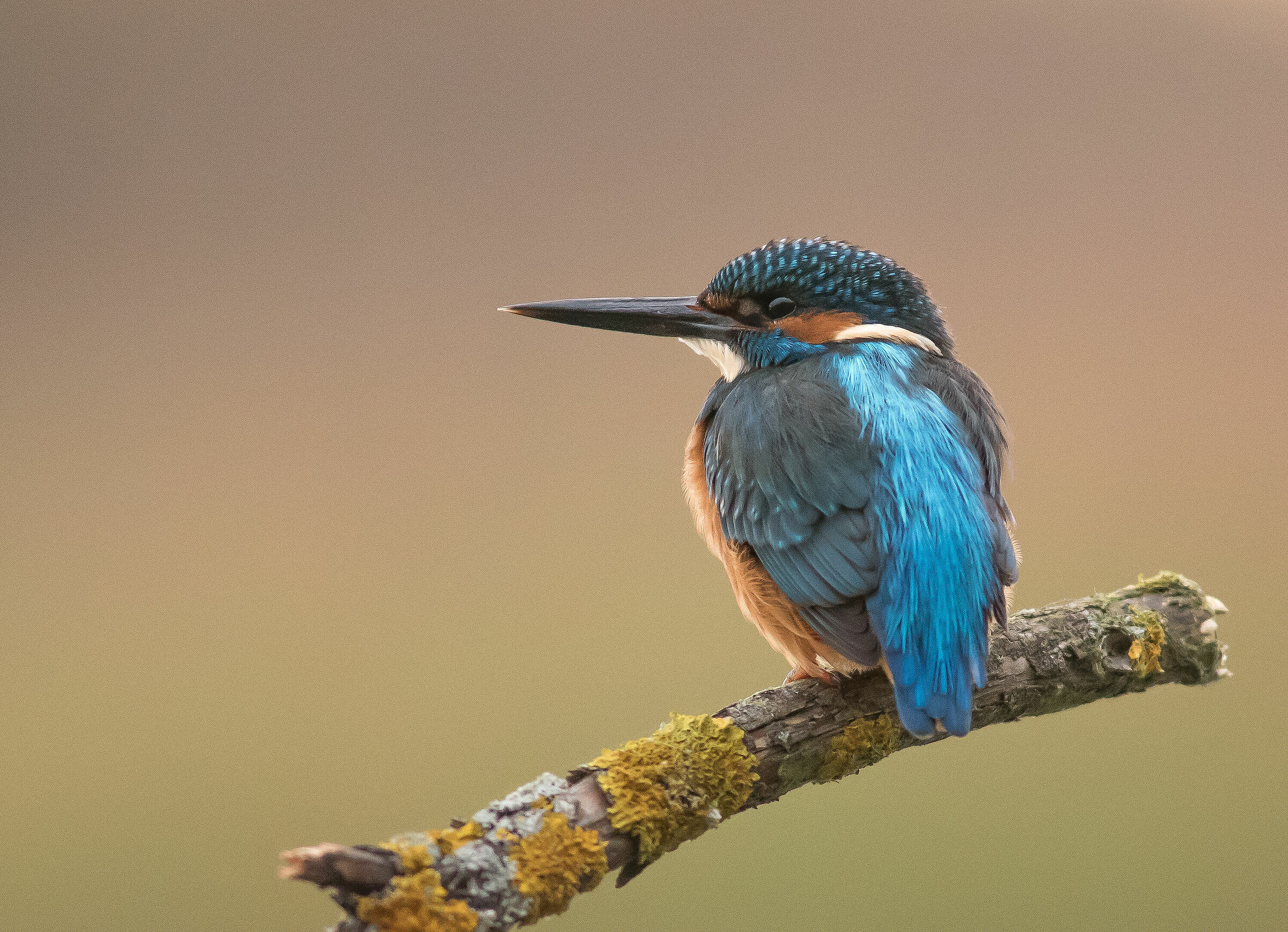 martin m inv pescatore