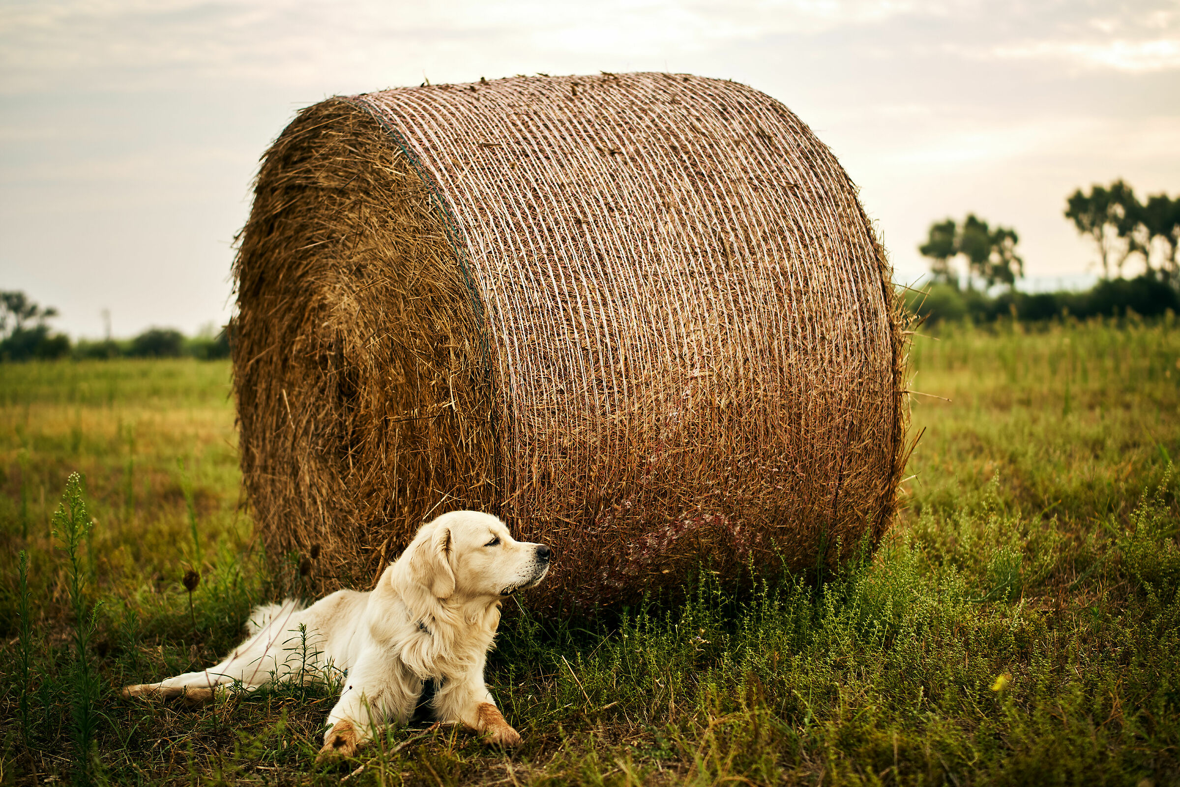 Bruce and the Rotoball
