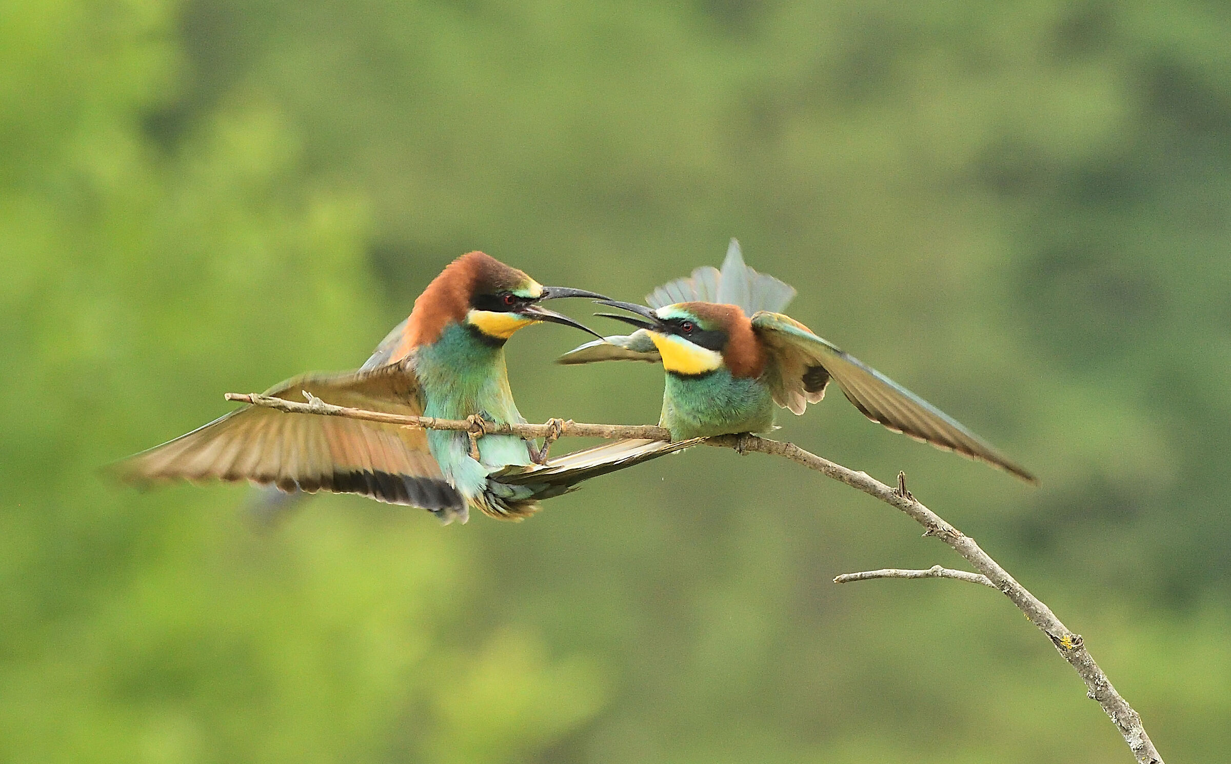 grumlumps - barrel from orbi