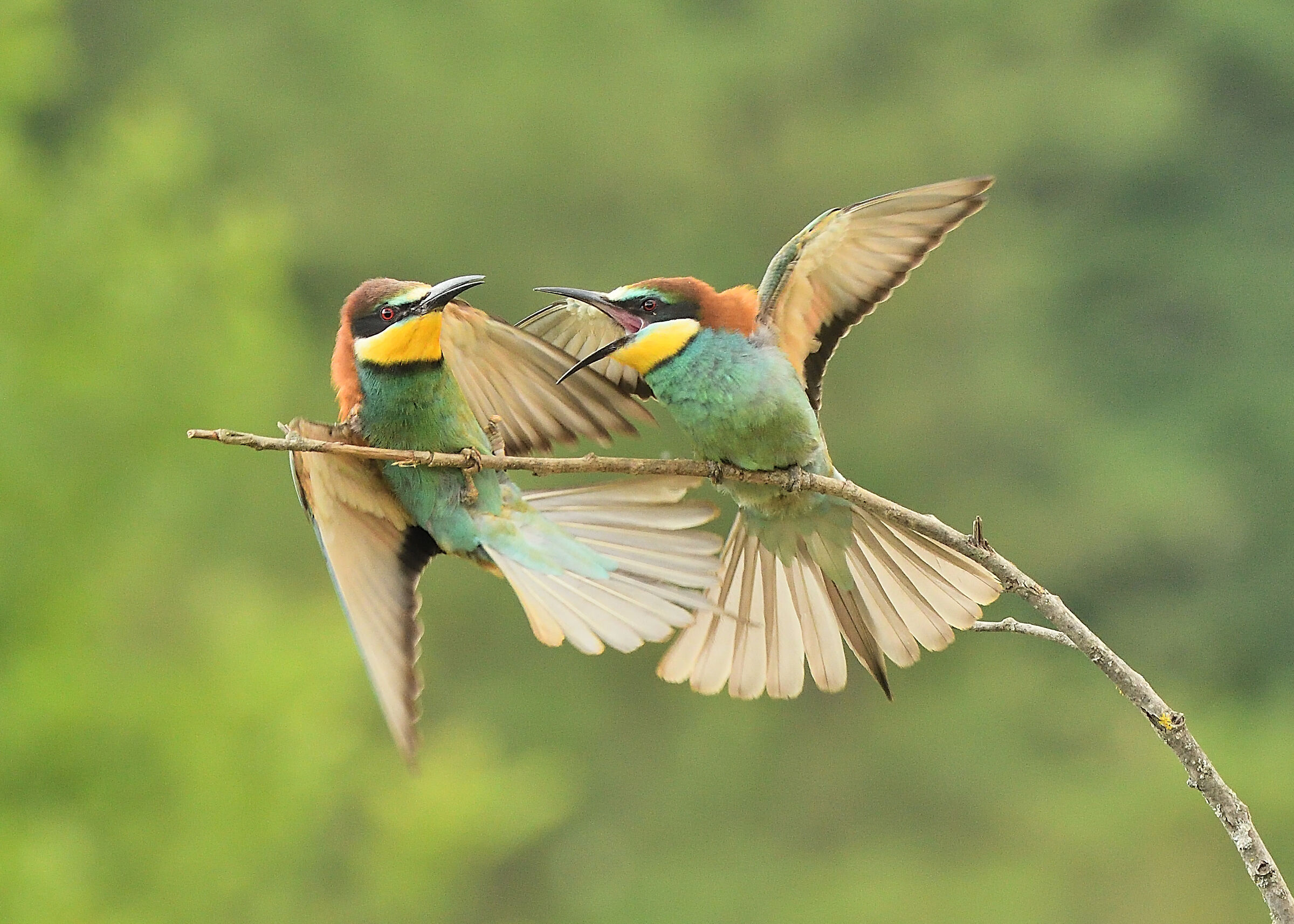 grumlumps - barrel from orbi