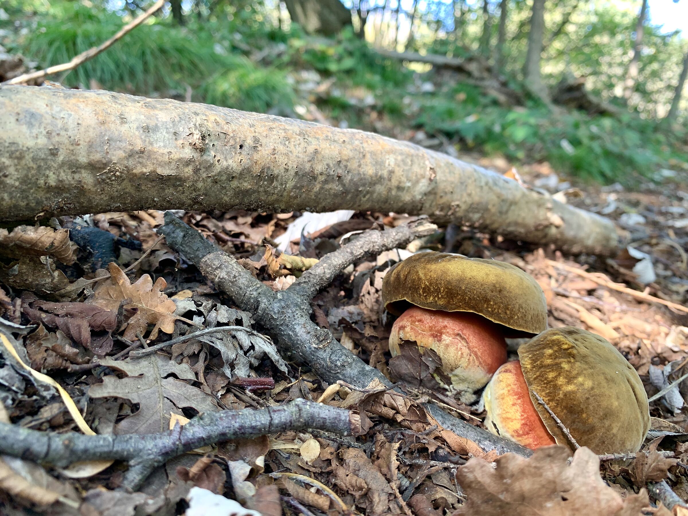 Rubroboletus satana 1