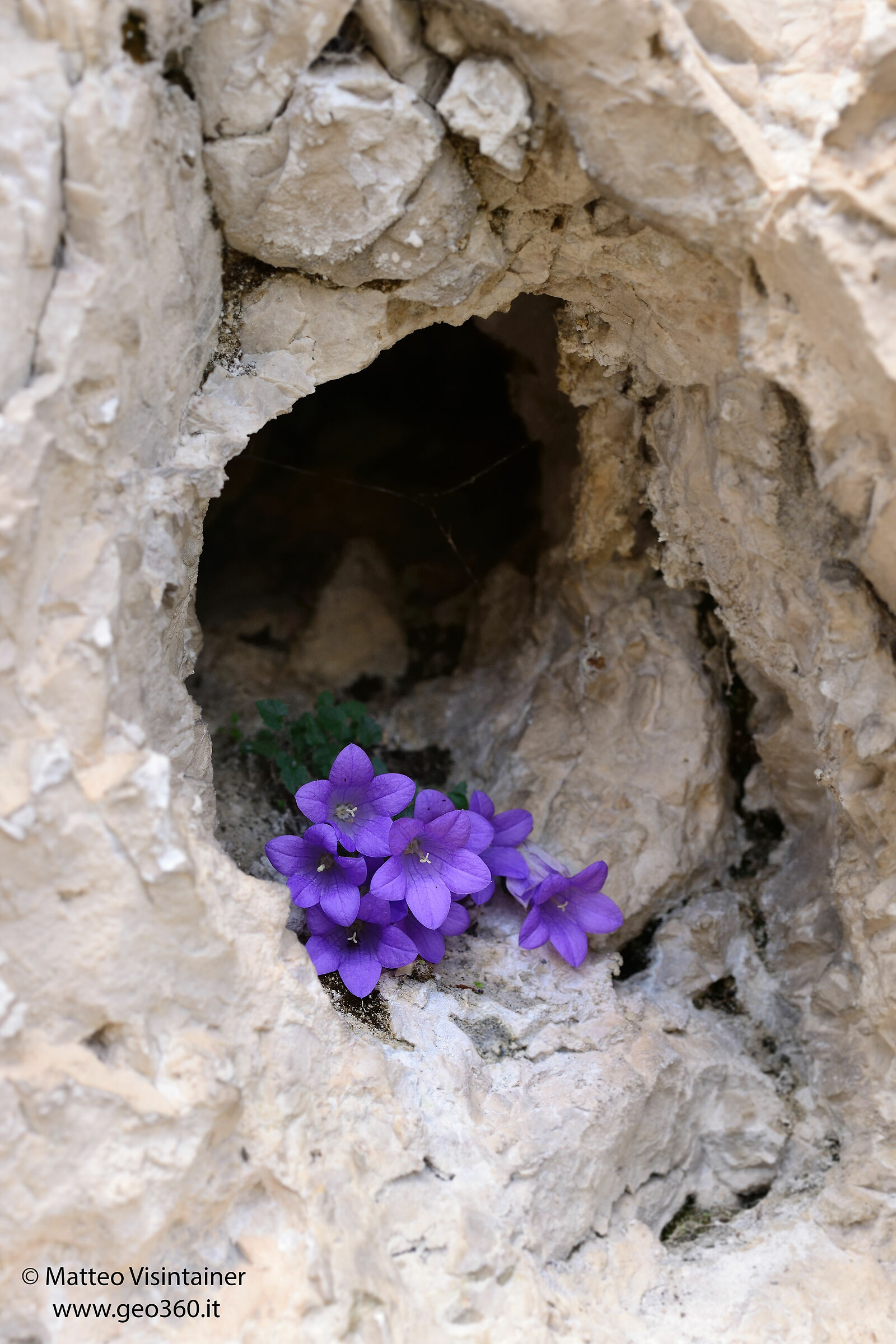 Campanula by Moretti