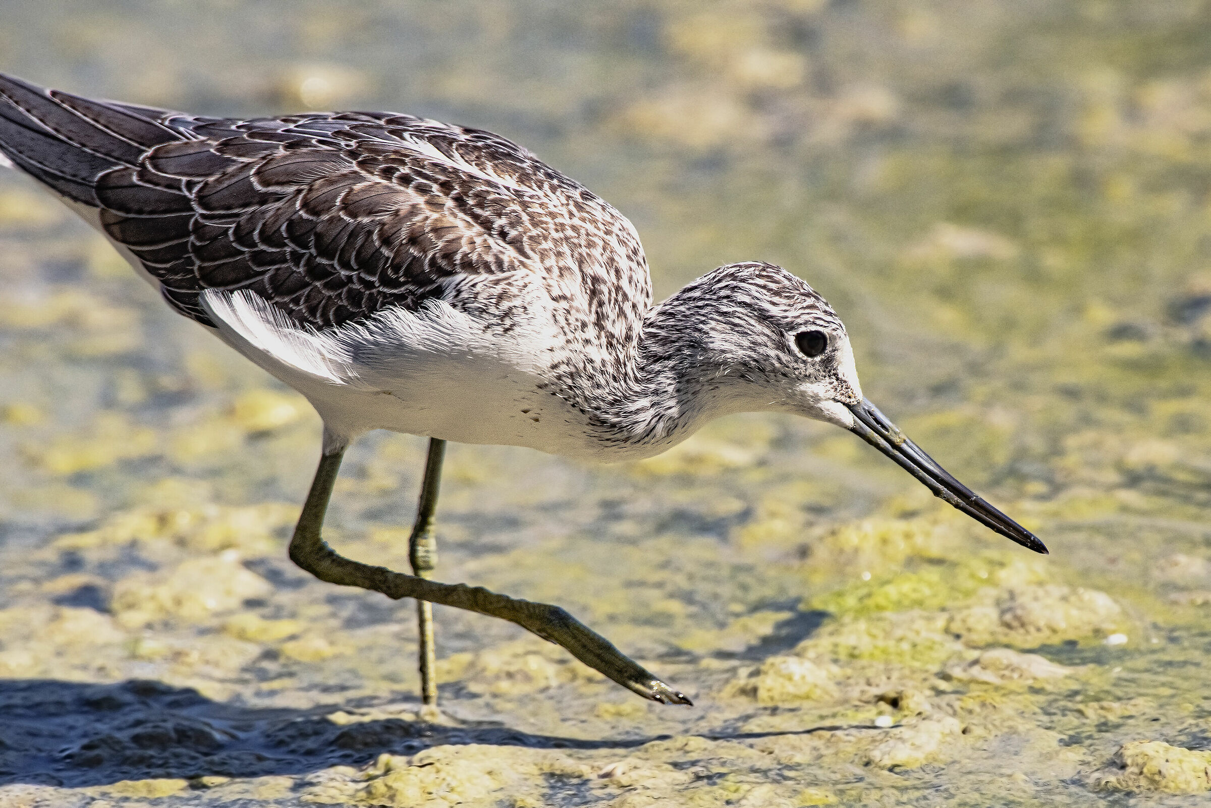 Il passo della Pantana