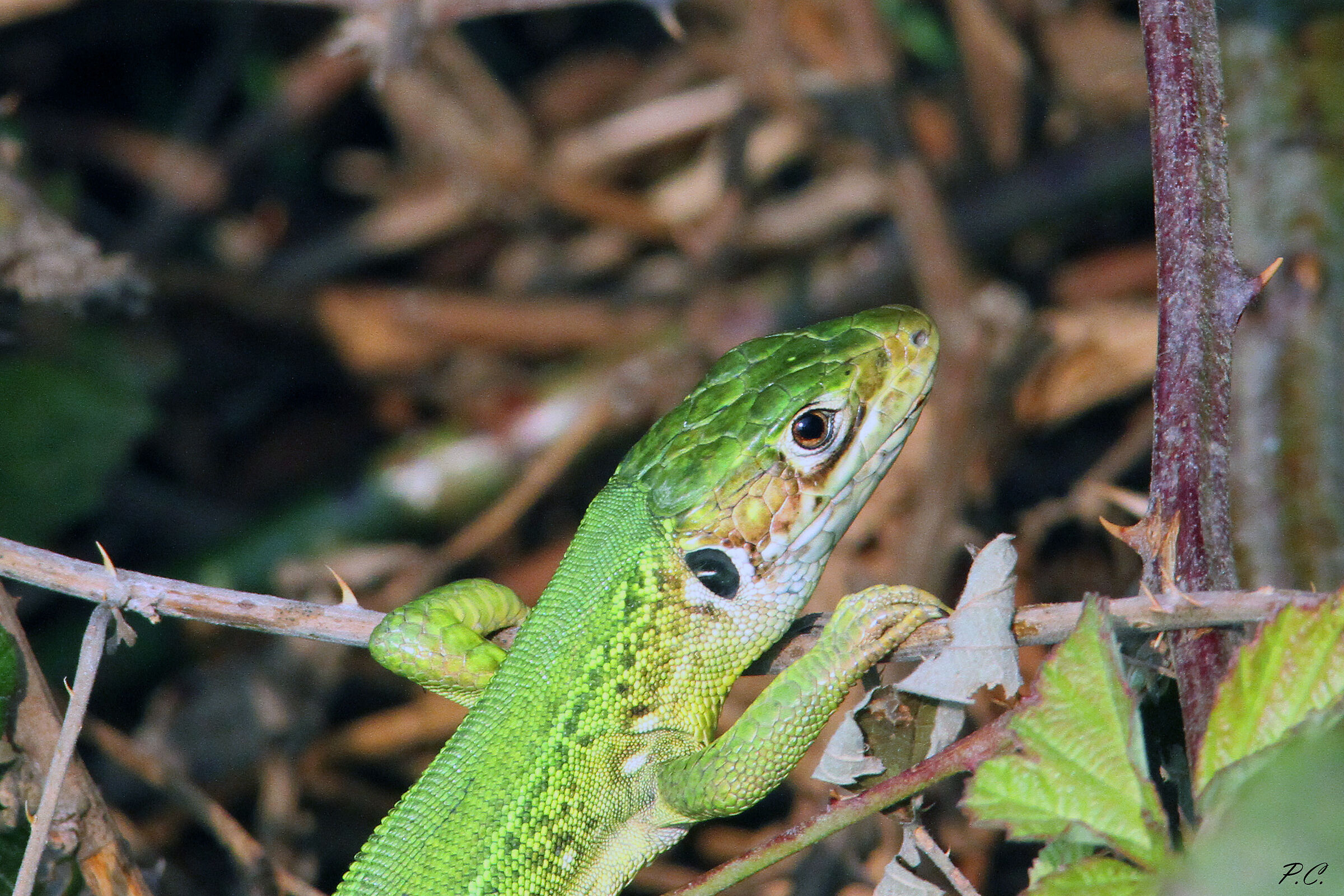 una finestra sul rovo