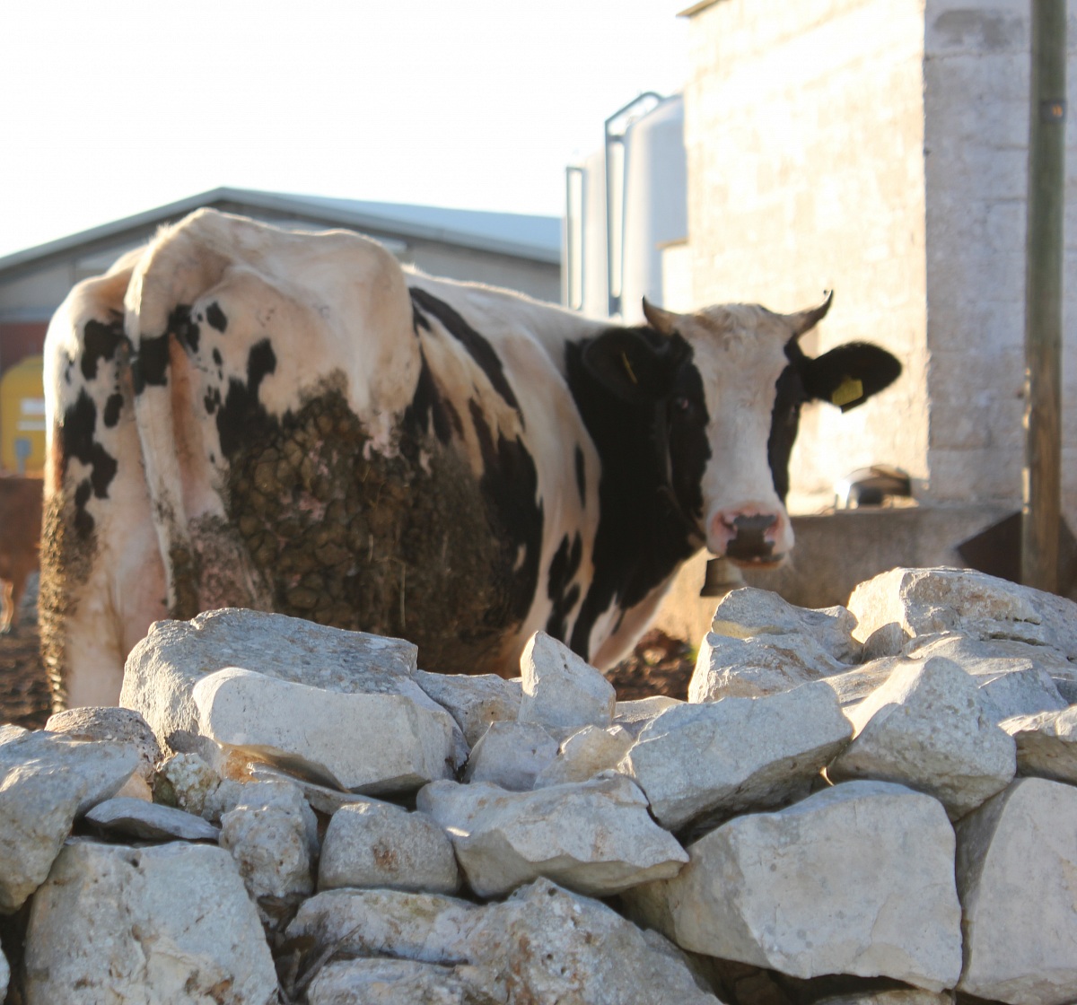 sembra la copertina dei pink floyd ? sbaglio? ciaoooo