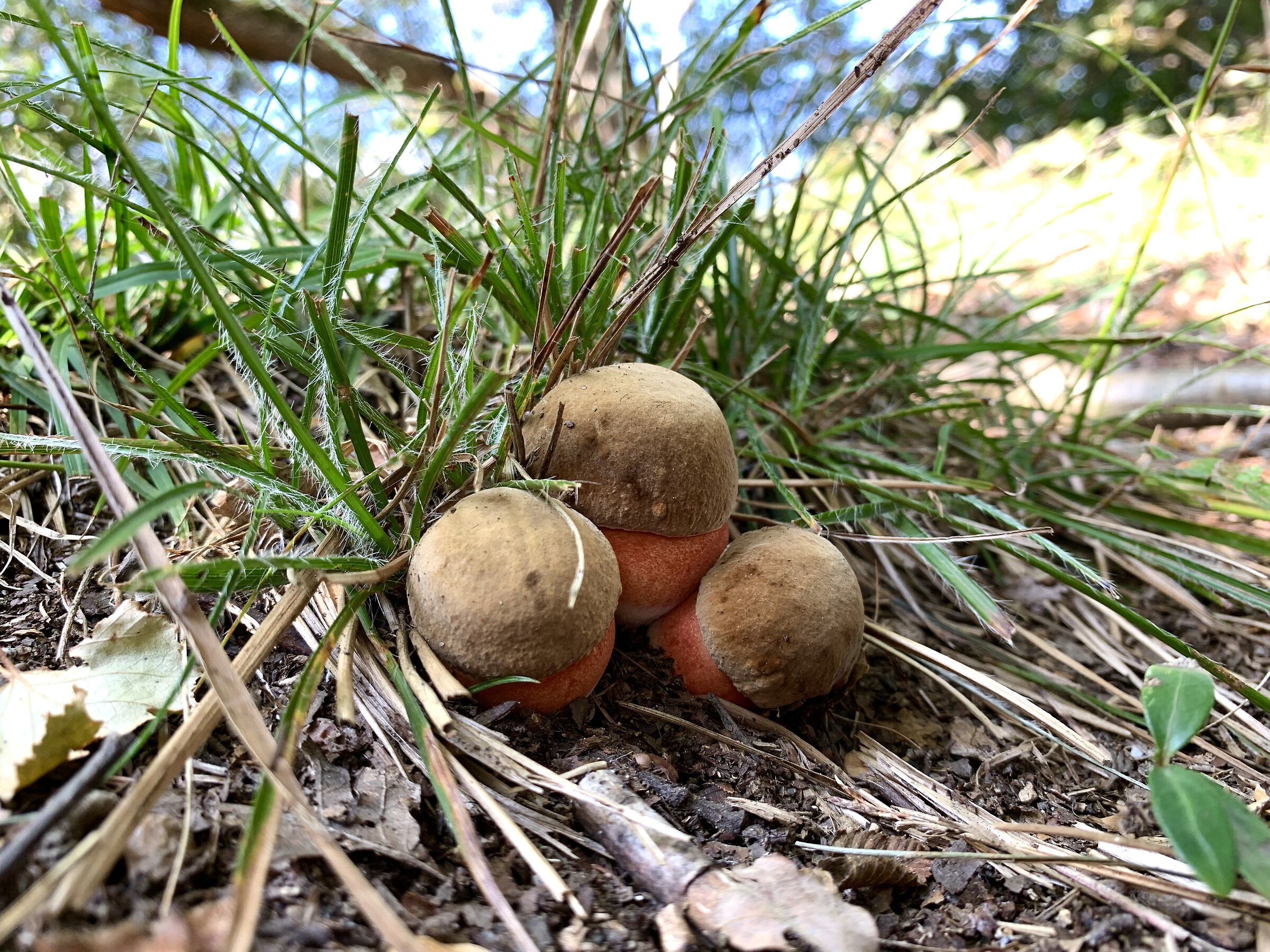 Rubroboletus satana 2