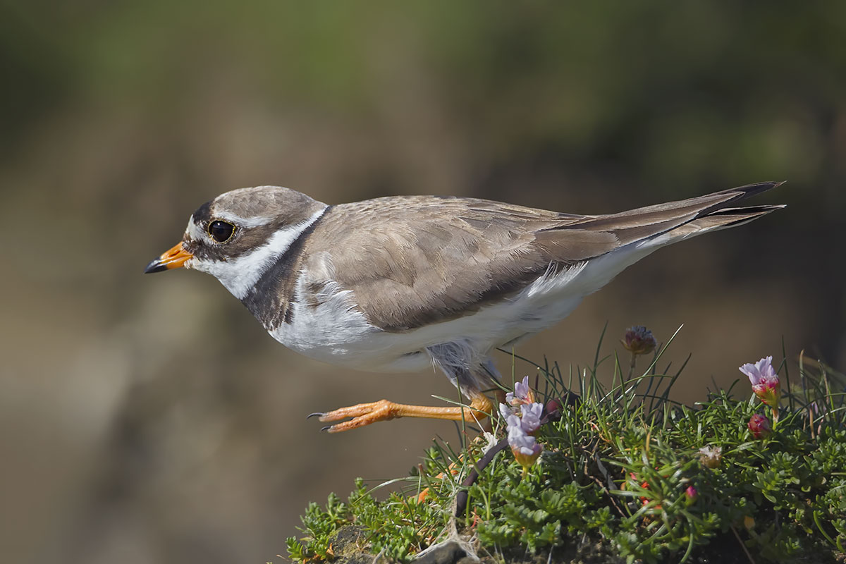 Common ringed plover