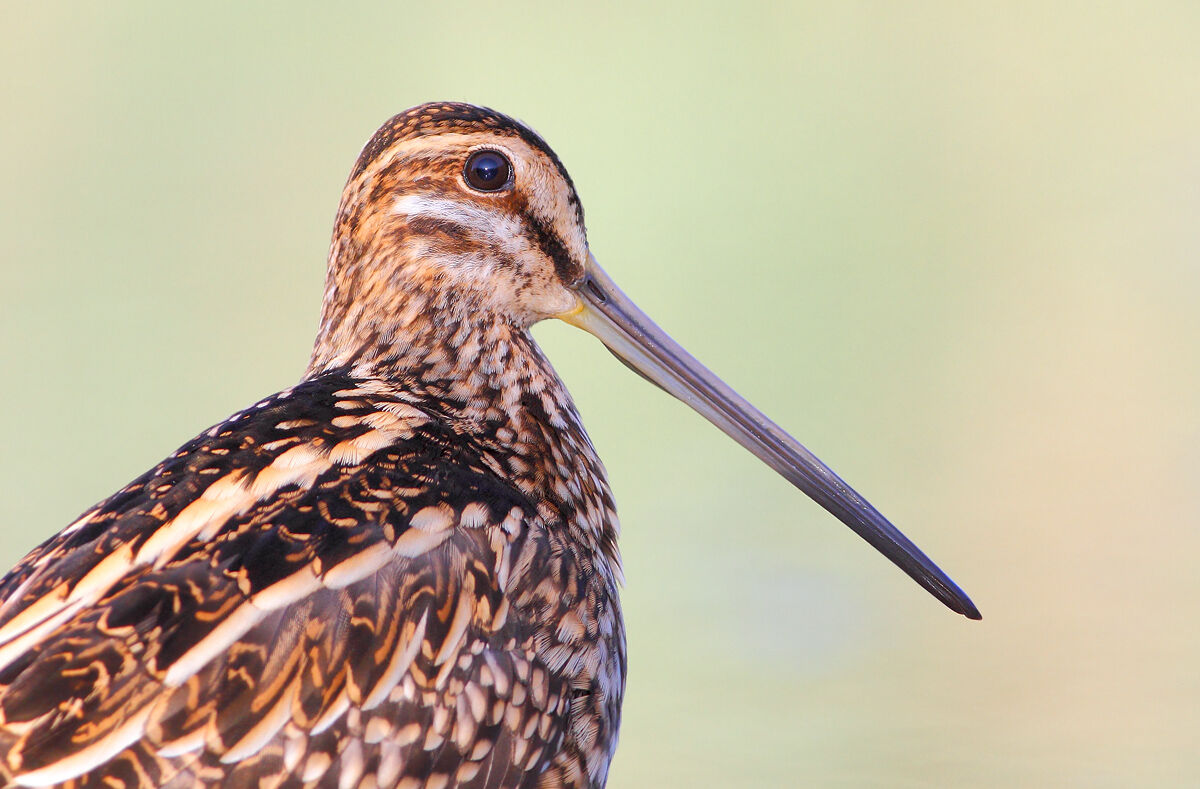 Snipe