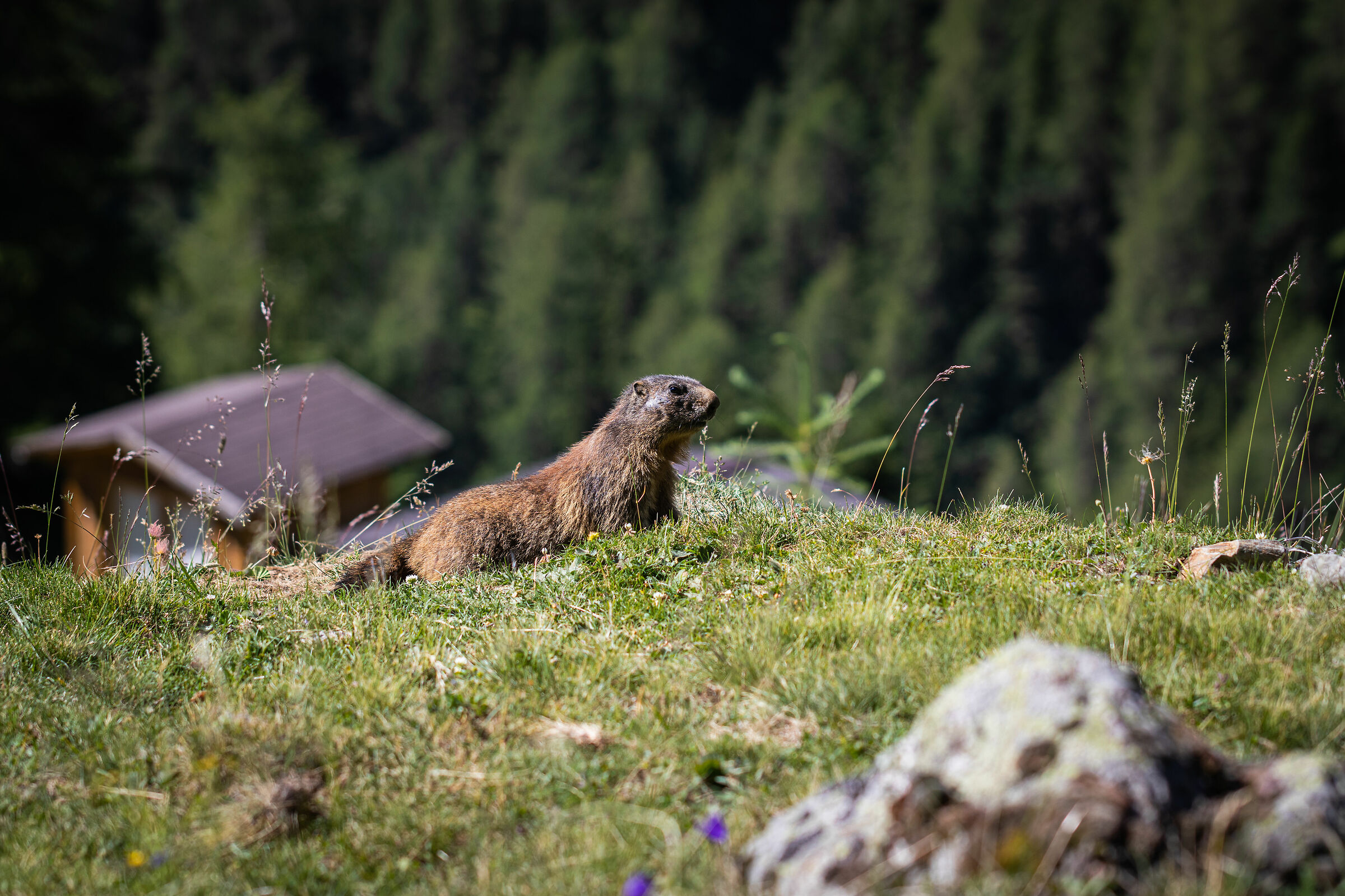 Marmot - Stelvio