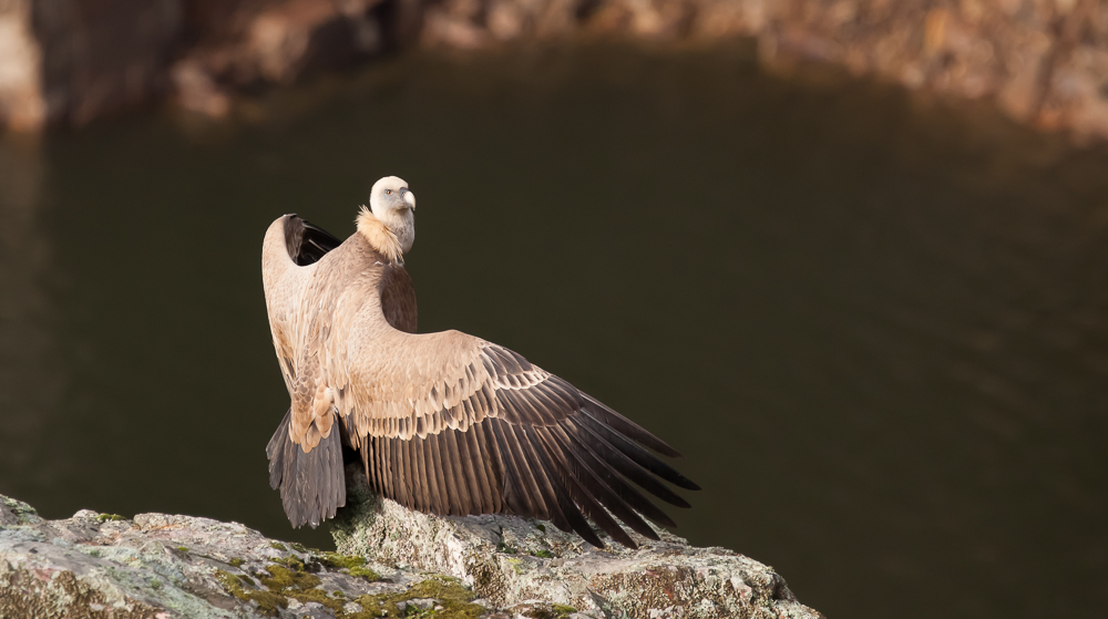 Griffon vulture