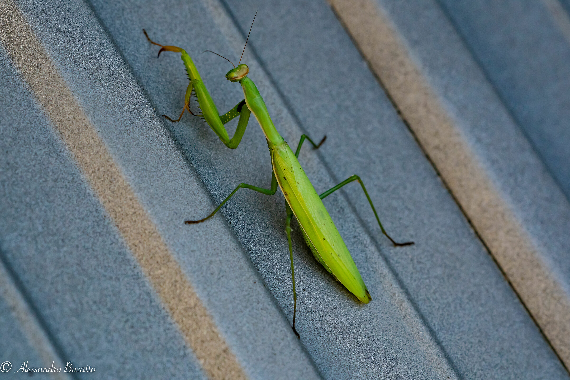 Mantide in arrampicata