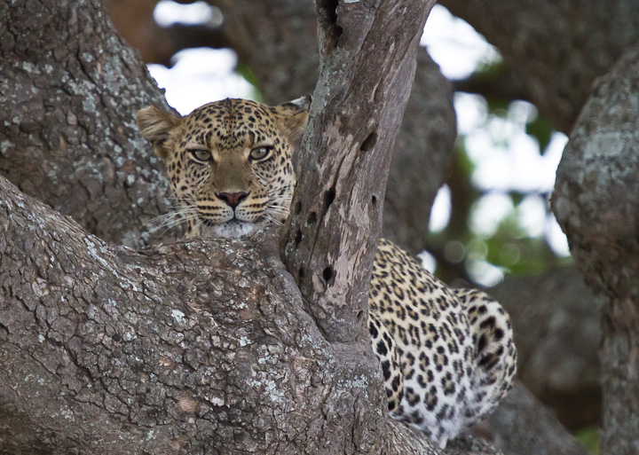 Serengeti-Seronera.Dritto nell'obiettivo.