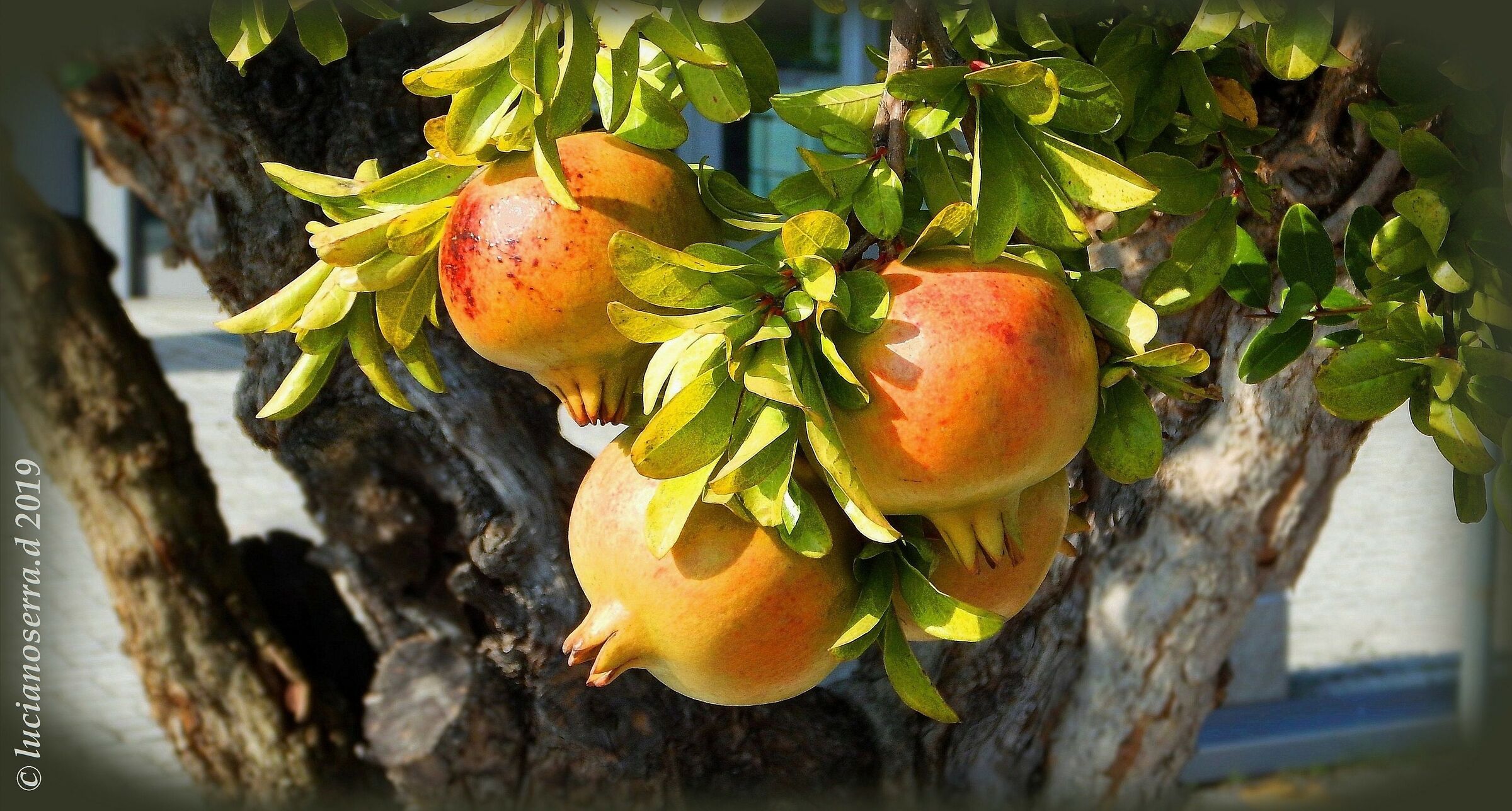 Fruits of pomegranate