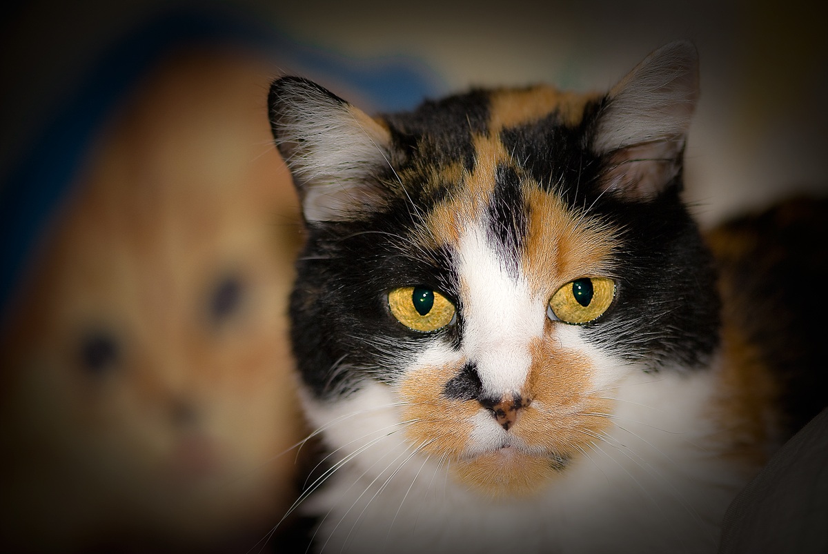 Tontina... la mia prima gattina!