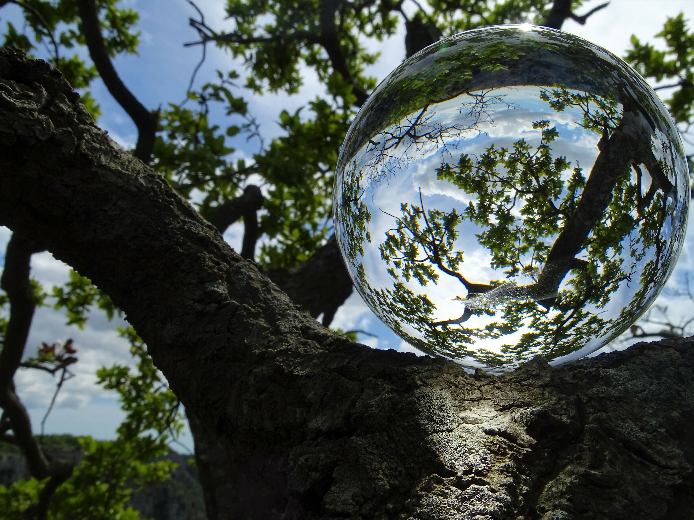 Tra le fresche frasche