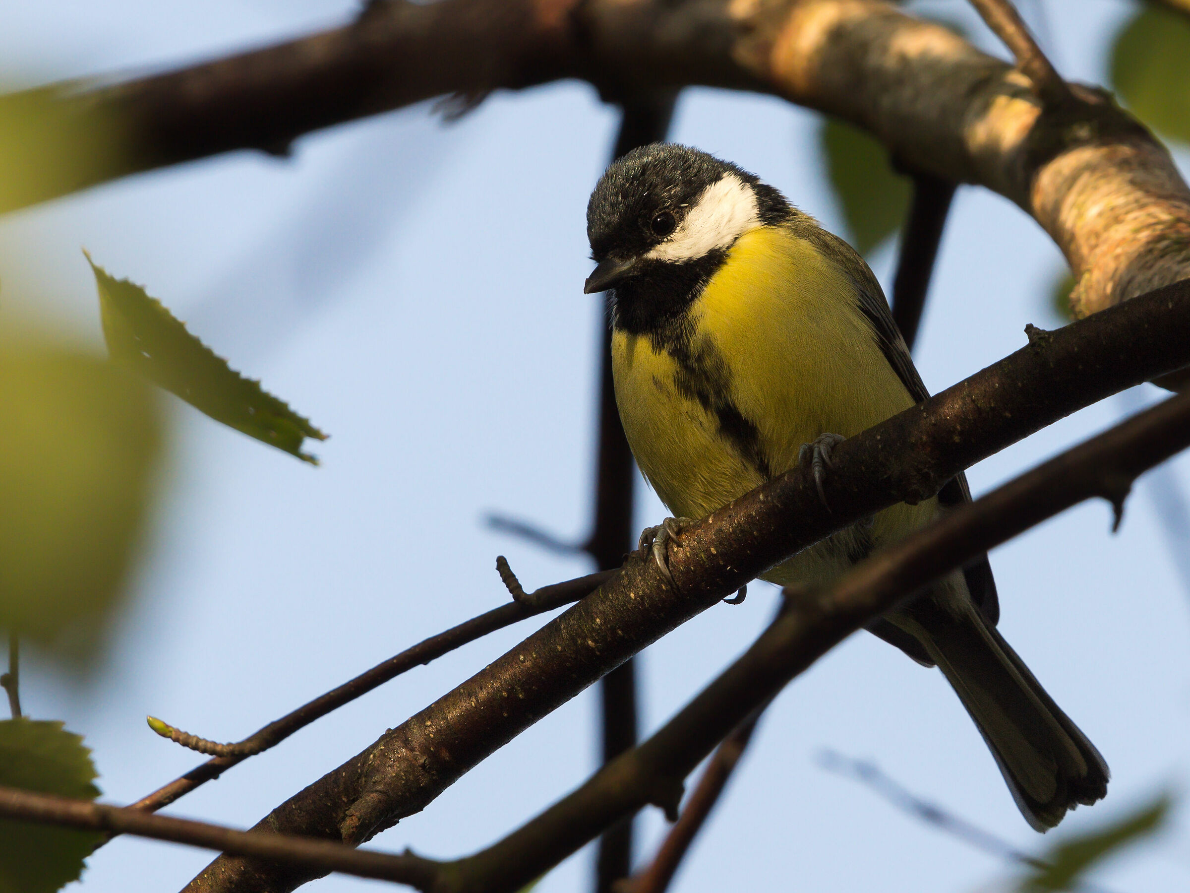 Ottima tit (Parus major)
