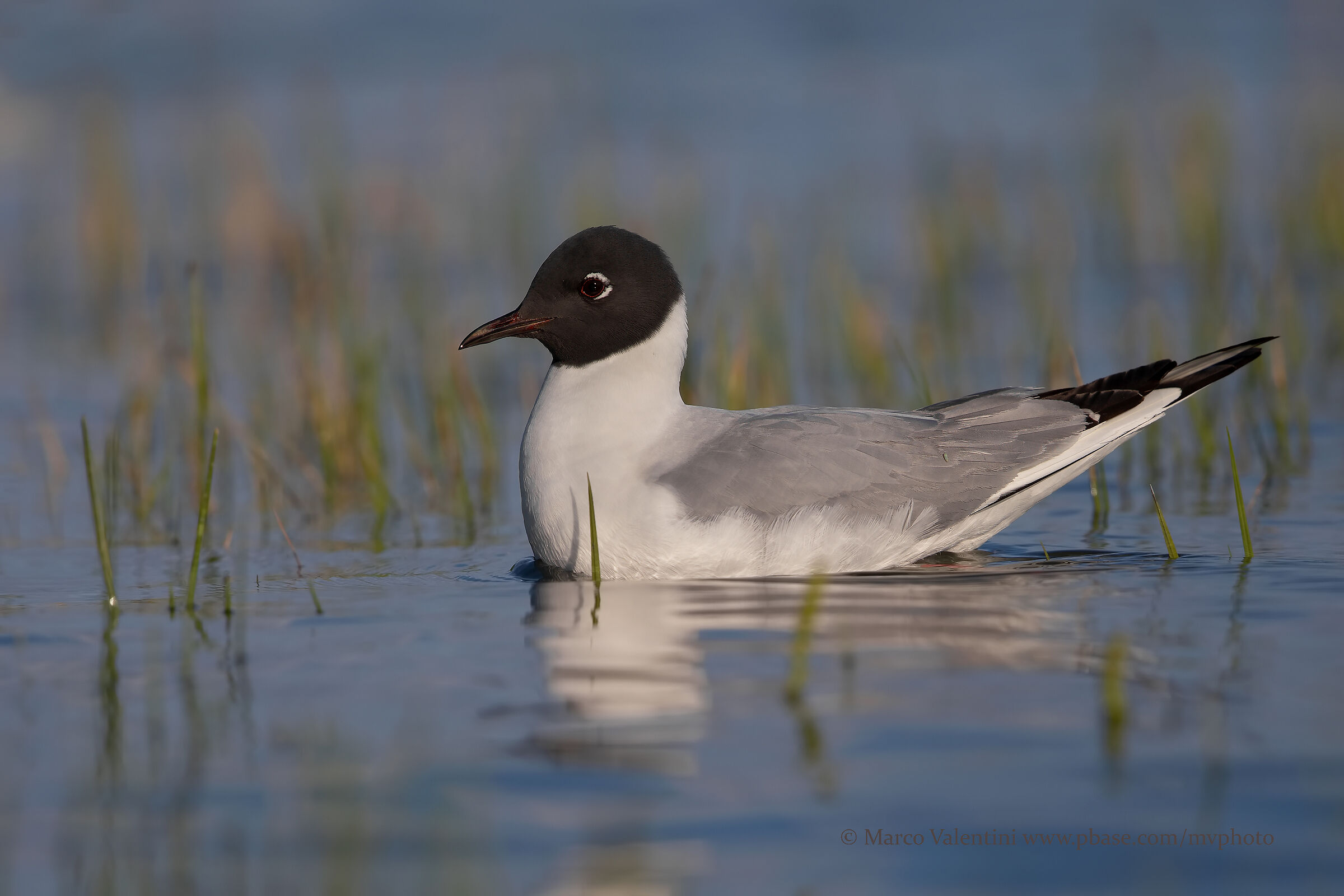 Bonaparte's Seagull