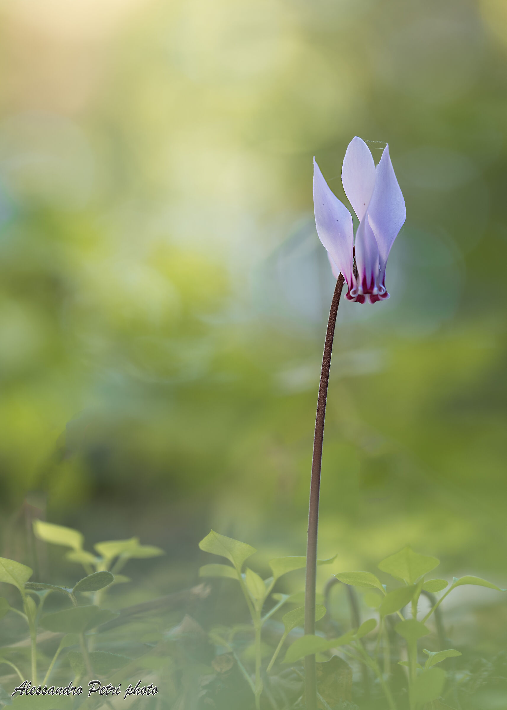 Wild Cyclamen