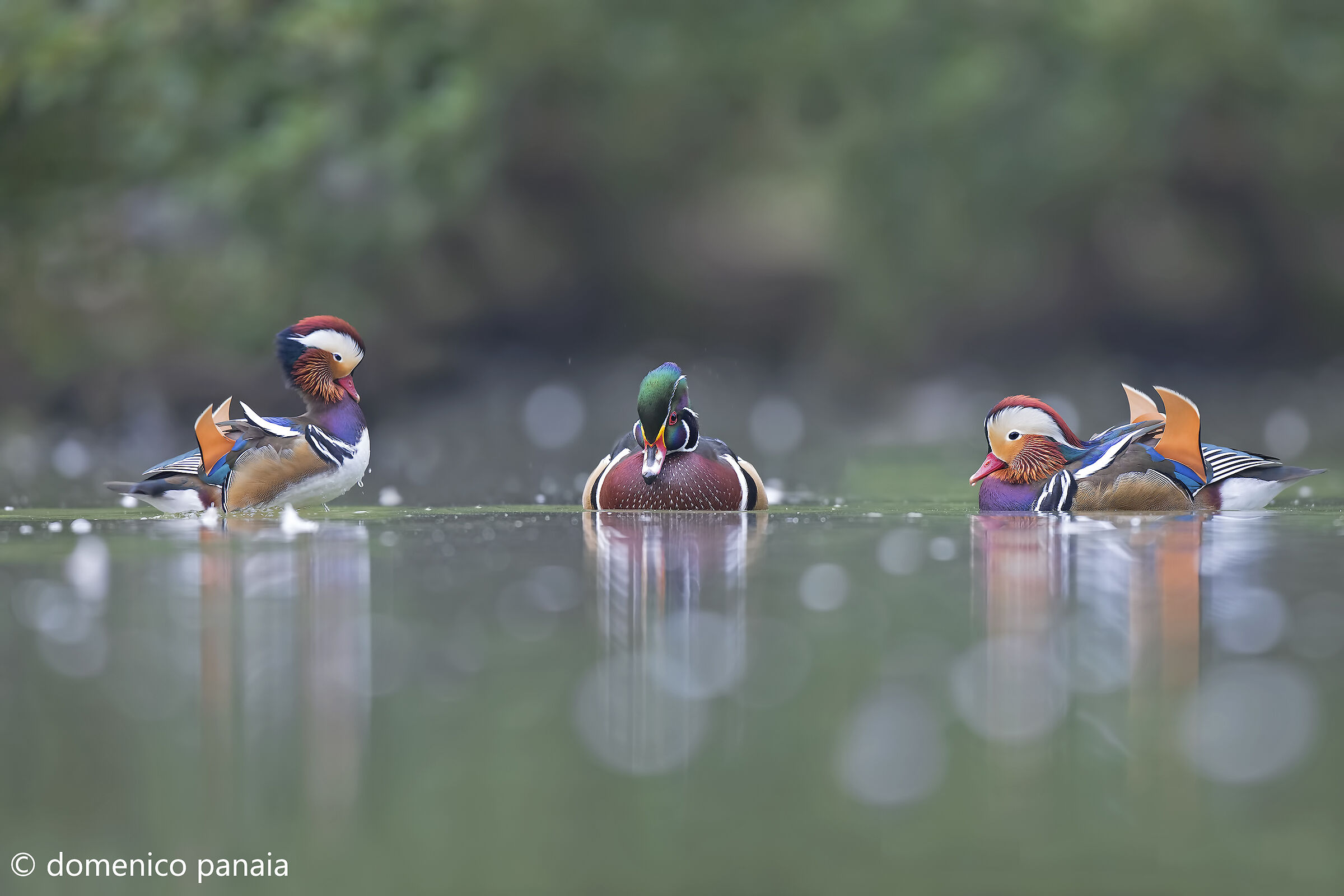 lo sposo e i testimoni