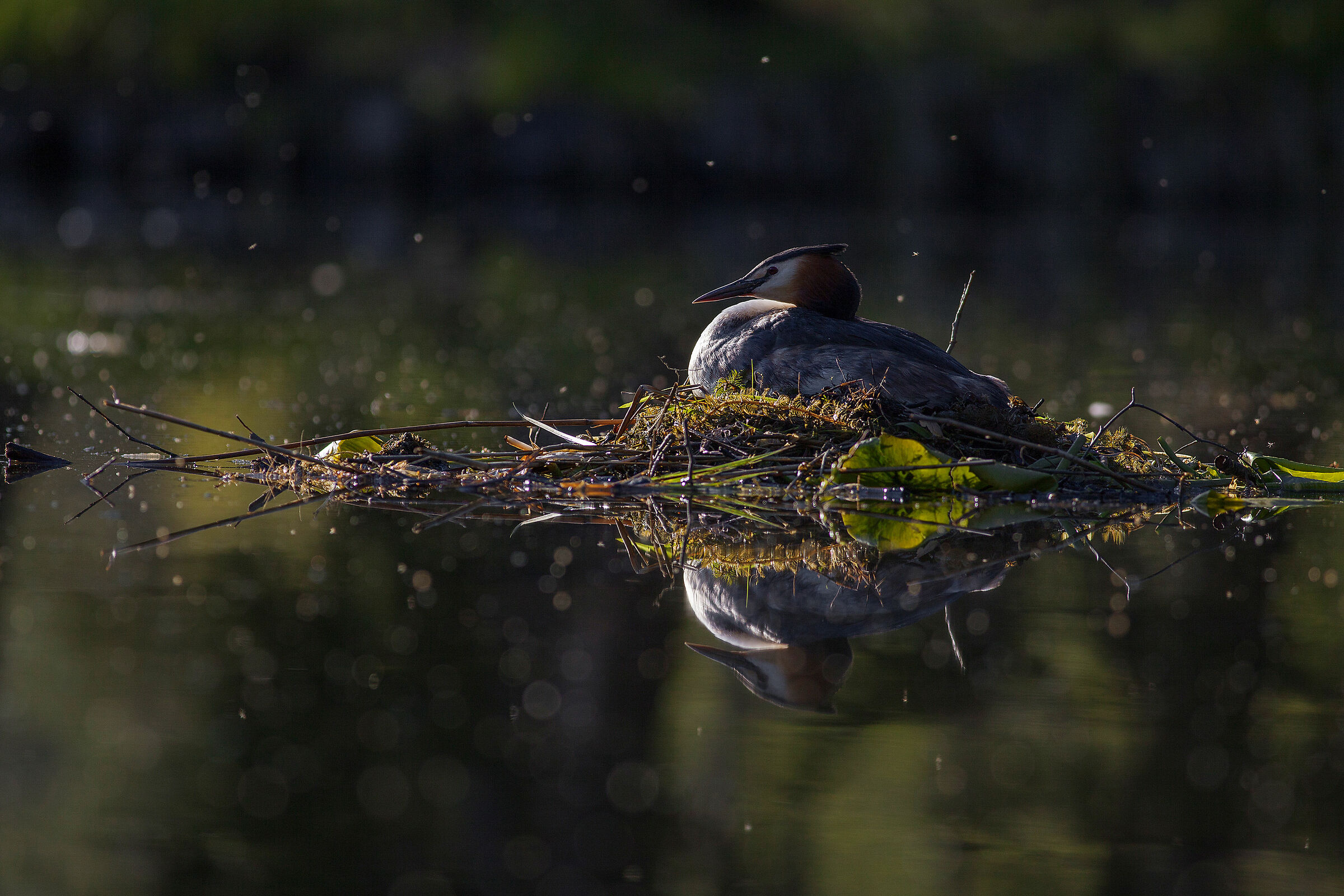 Grande grasso crestato