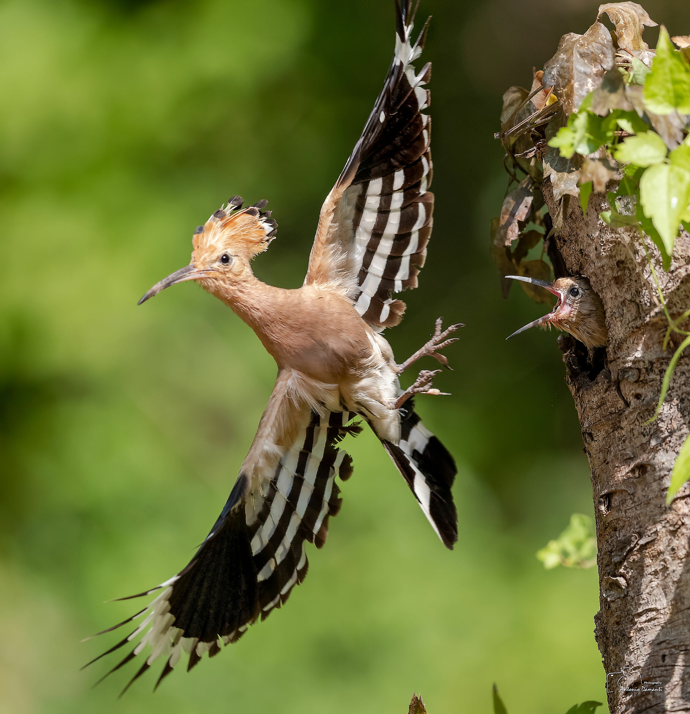 Hoopoe