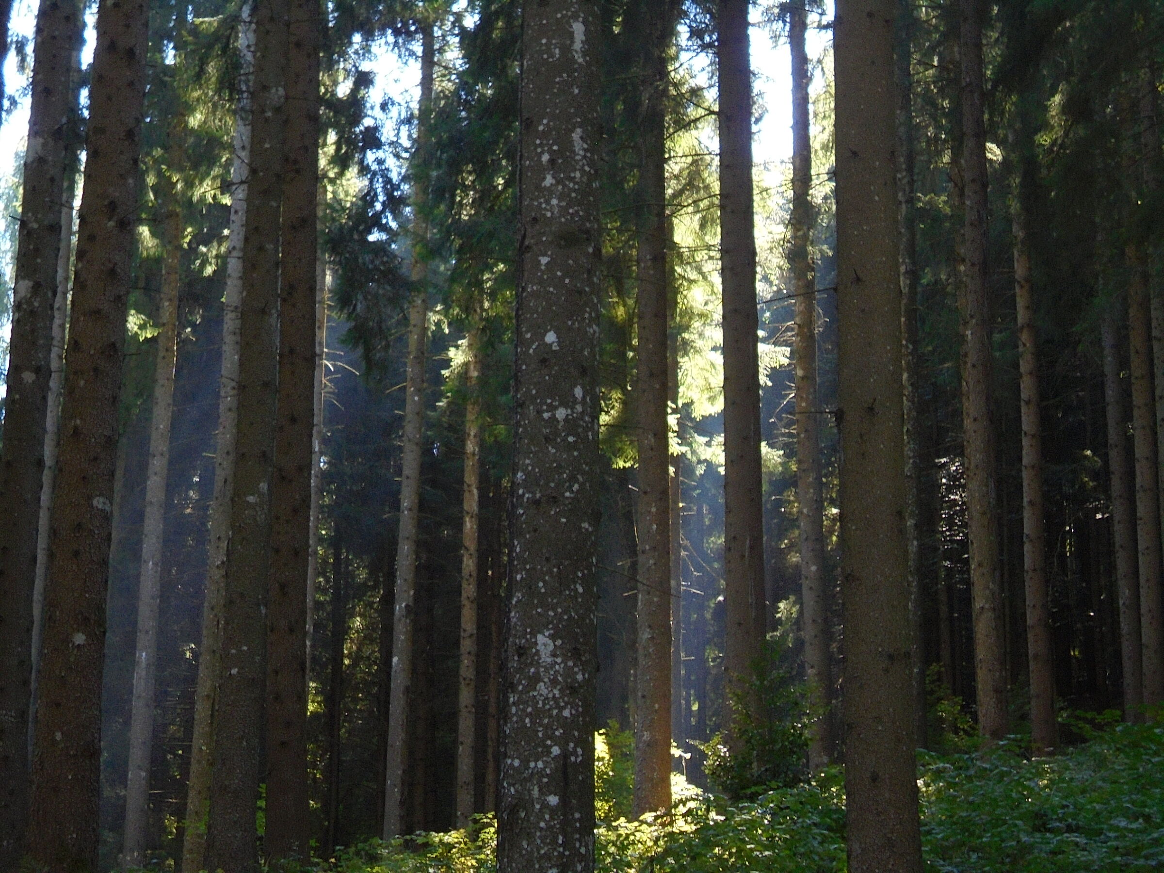 Rays in the woods