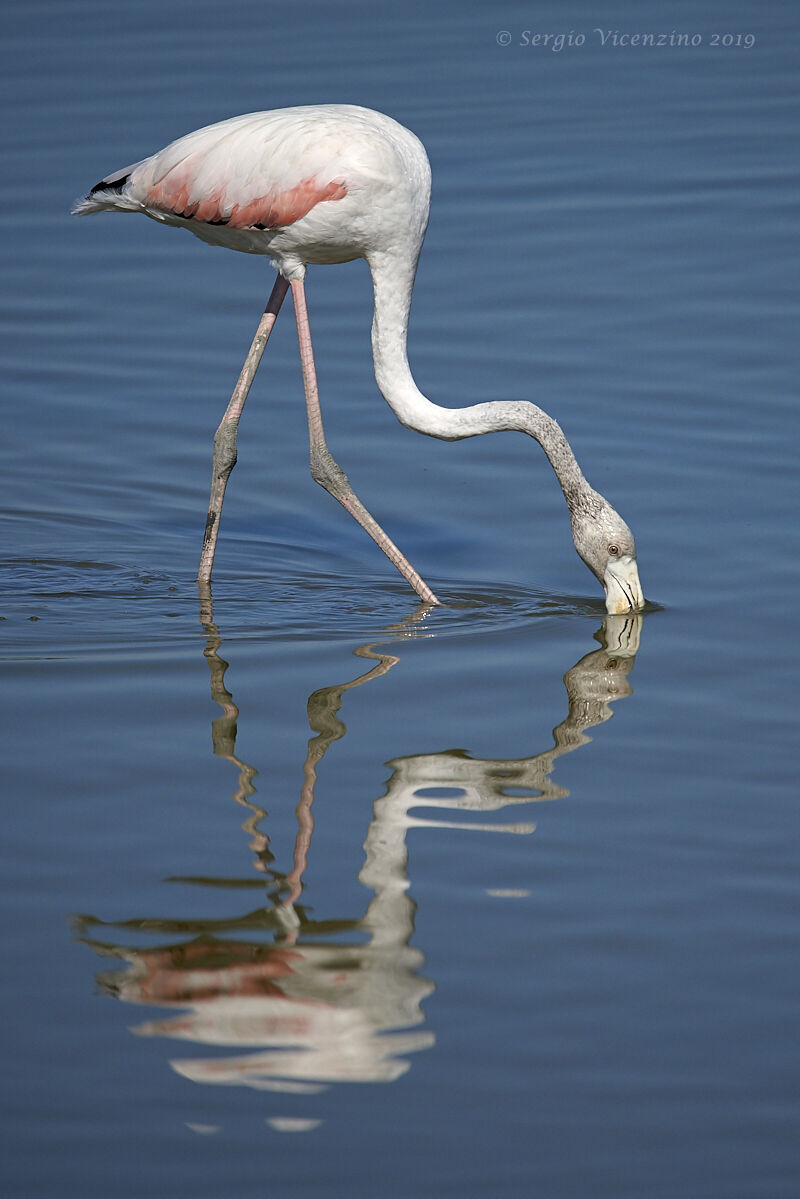 Flamingo - Oasi Canal Novo