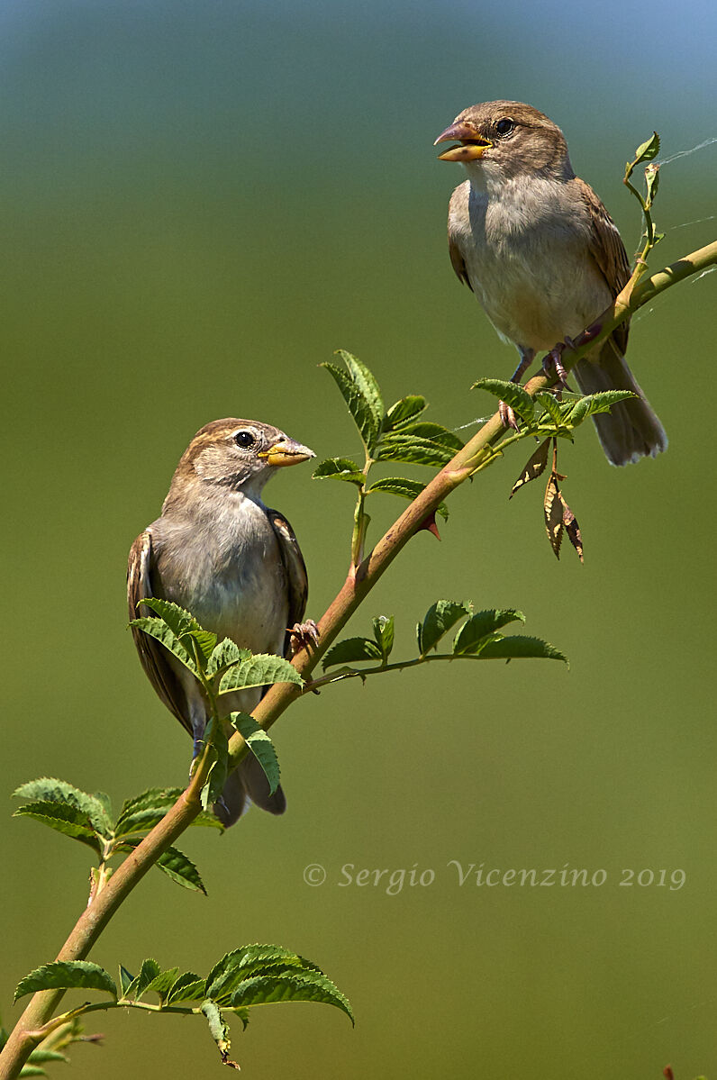 Sparrows in the summer heat