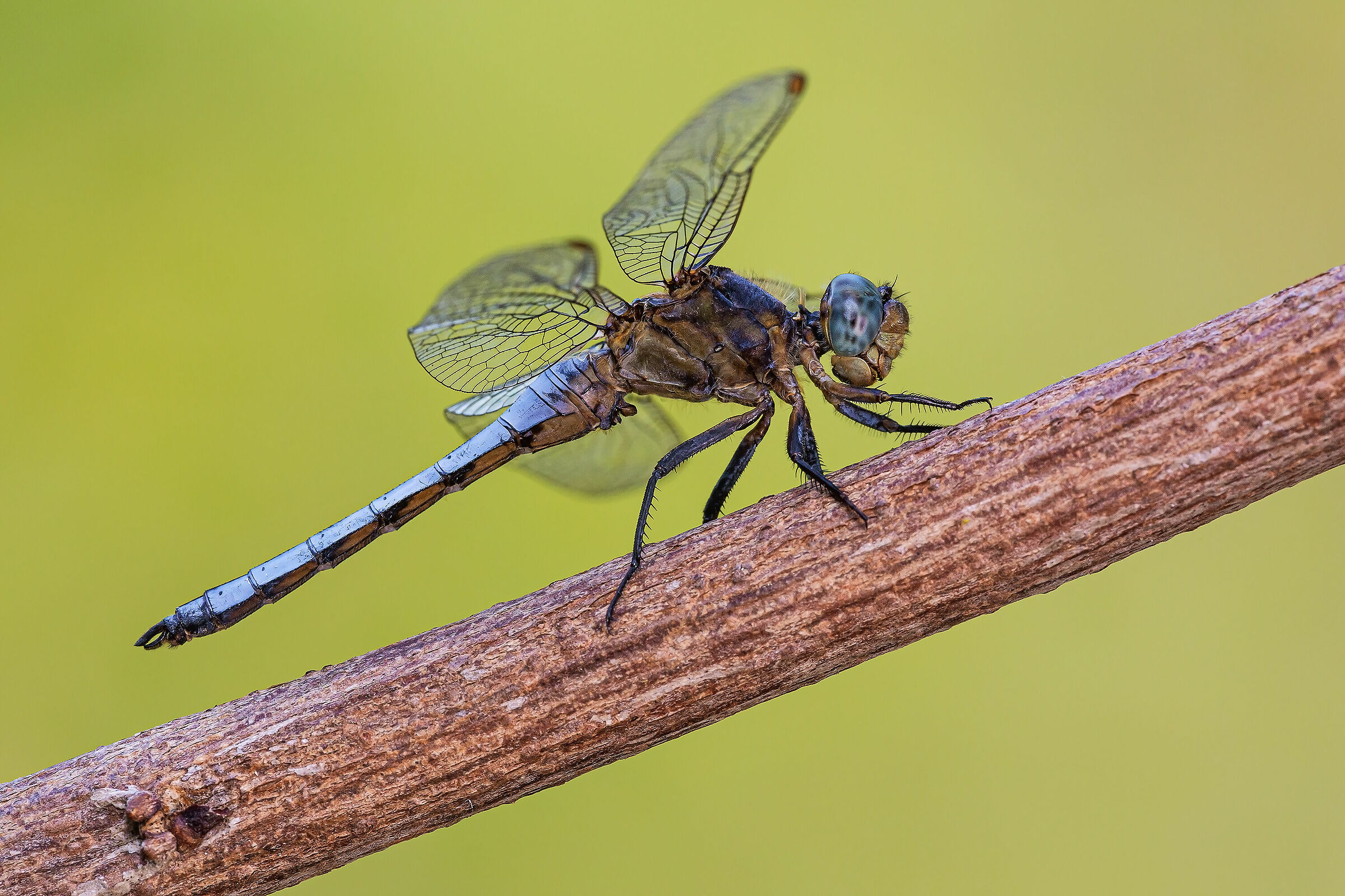 Orthetrum coerulescens
