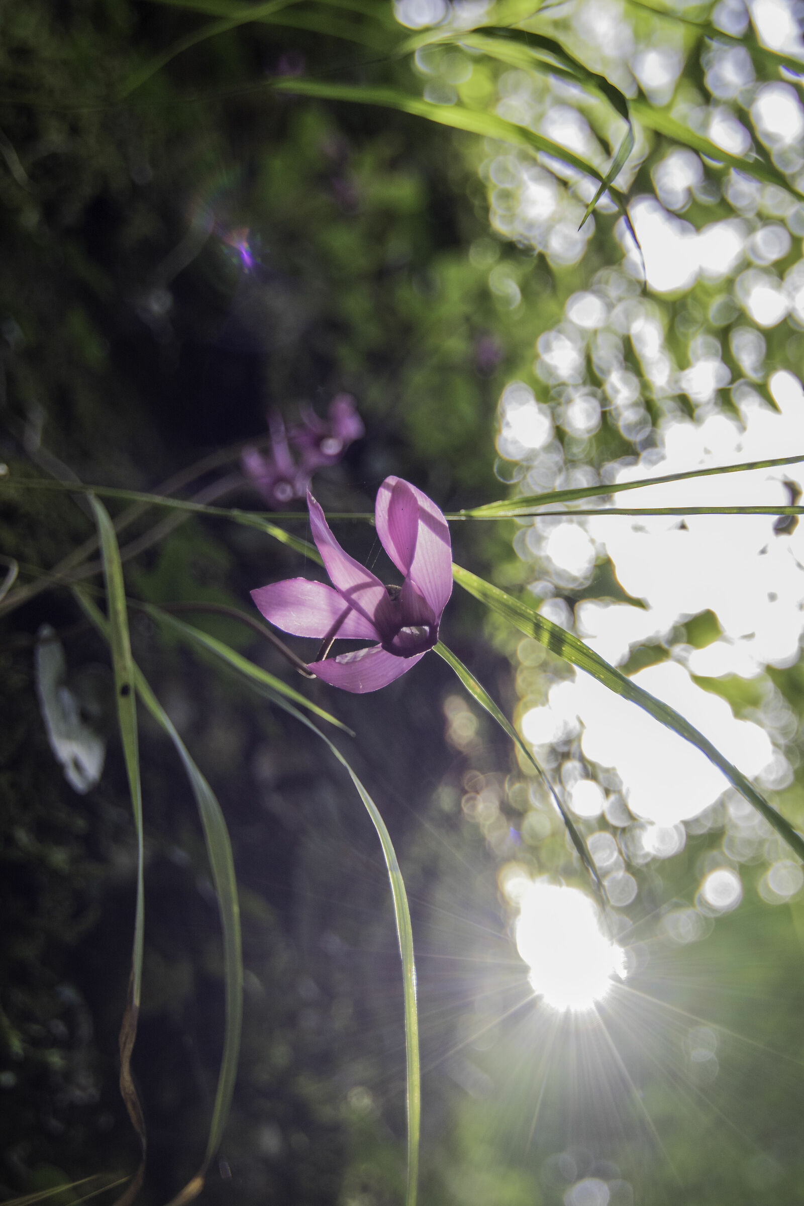 wild cyclamen