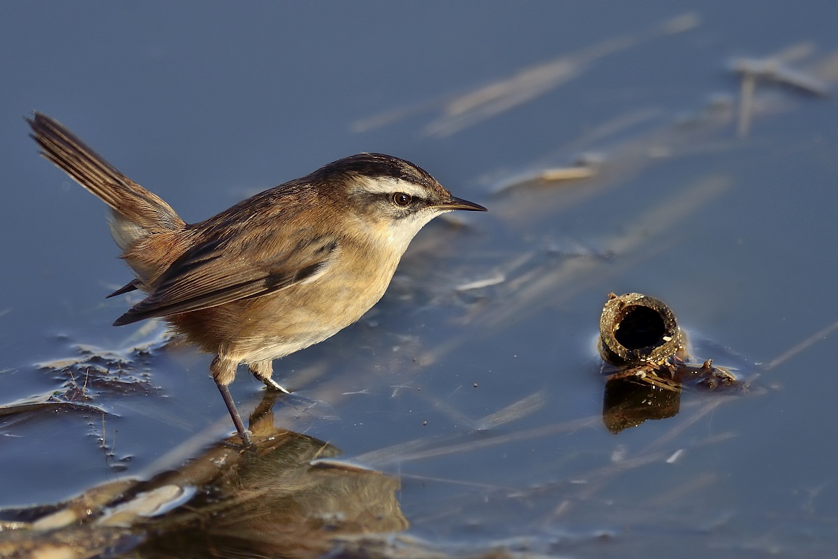 Forapaglie castagnolo