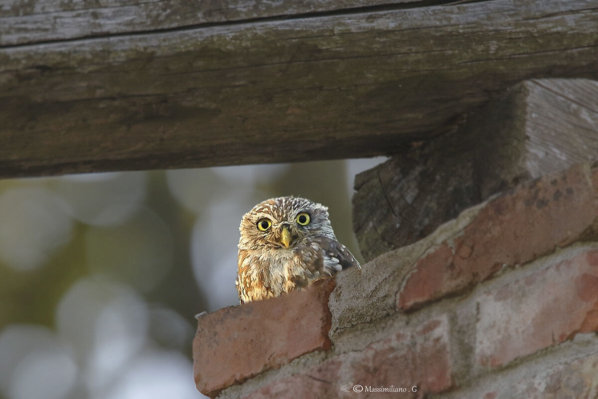 Cuctuus sevente.....