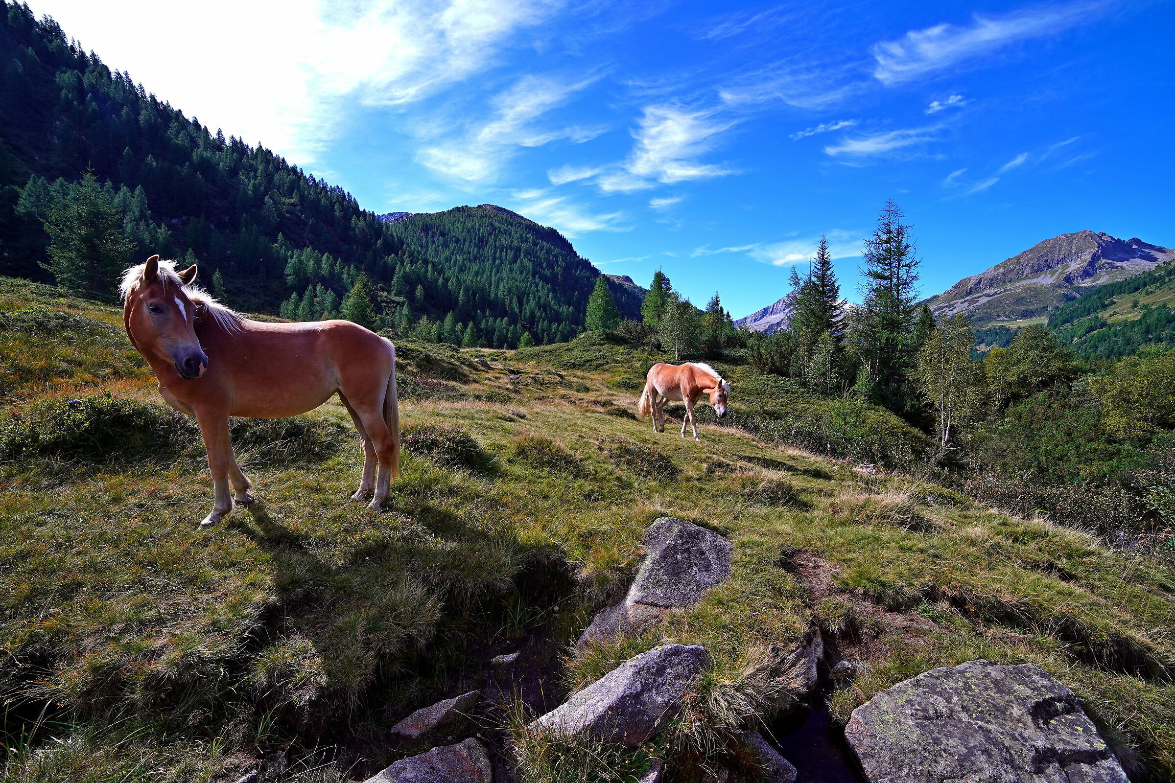Horses in the pasture